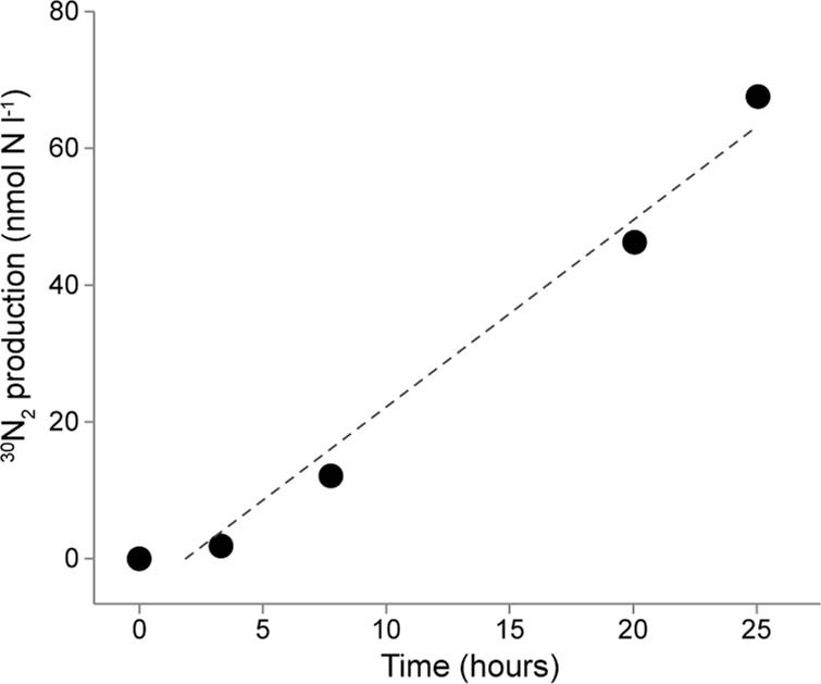 Extended Data Fig. 8: Linear production of 30N2 from 15N-labelled nitrate and nitrite.