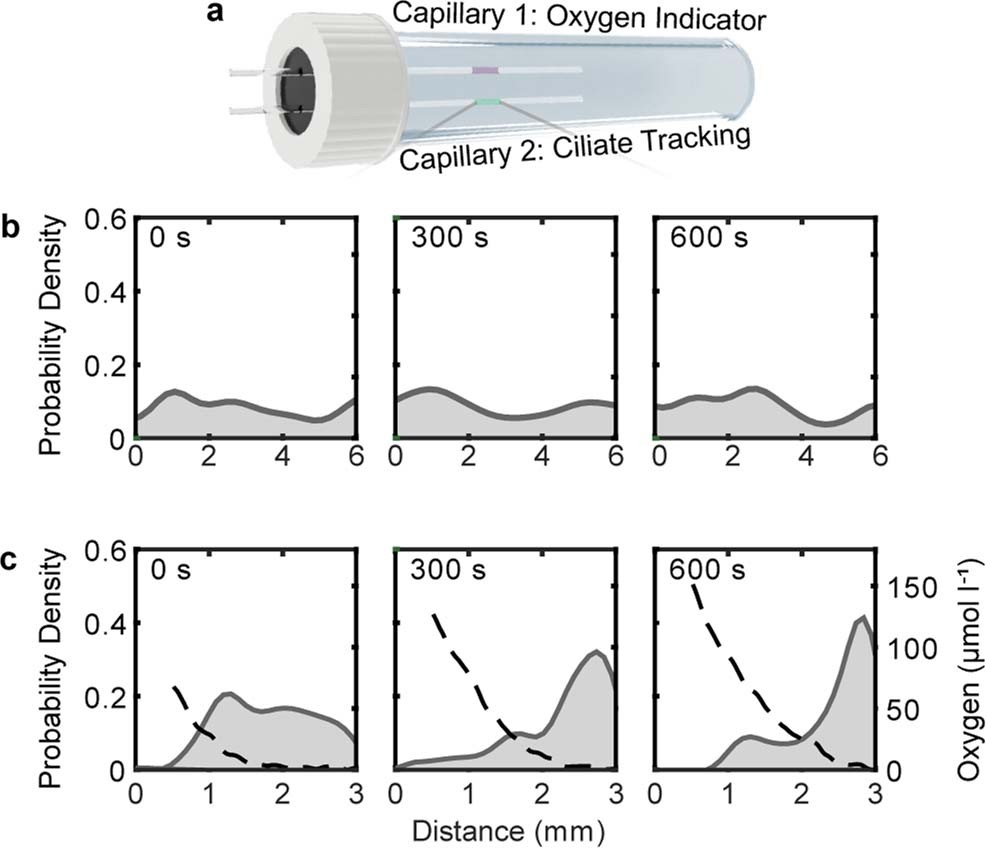 Extended Data Fig. 3: Negative aerotactic behaviour of ciliate hosts exposed to varying concentrations of oxygen.