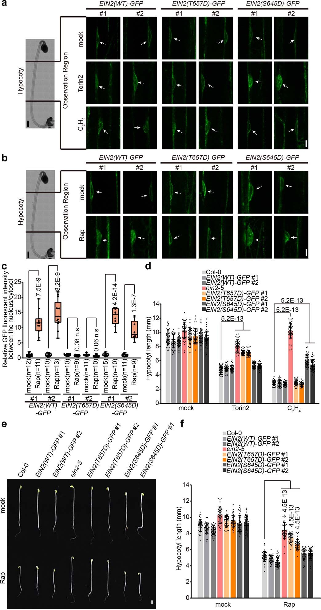 Extended Data Fig. 5: Glucose–TOR- and ethylene signalling regulate hypocotyl elongation through distinct phosphorylation sites in EIN2.