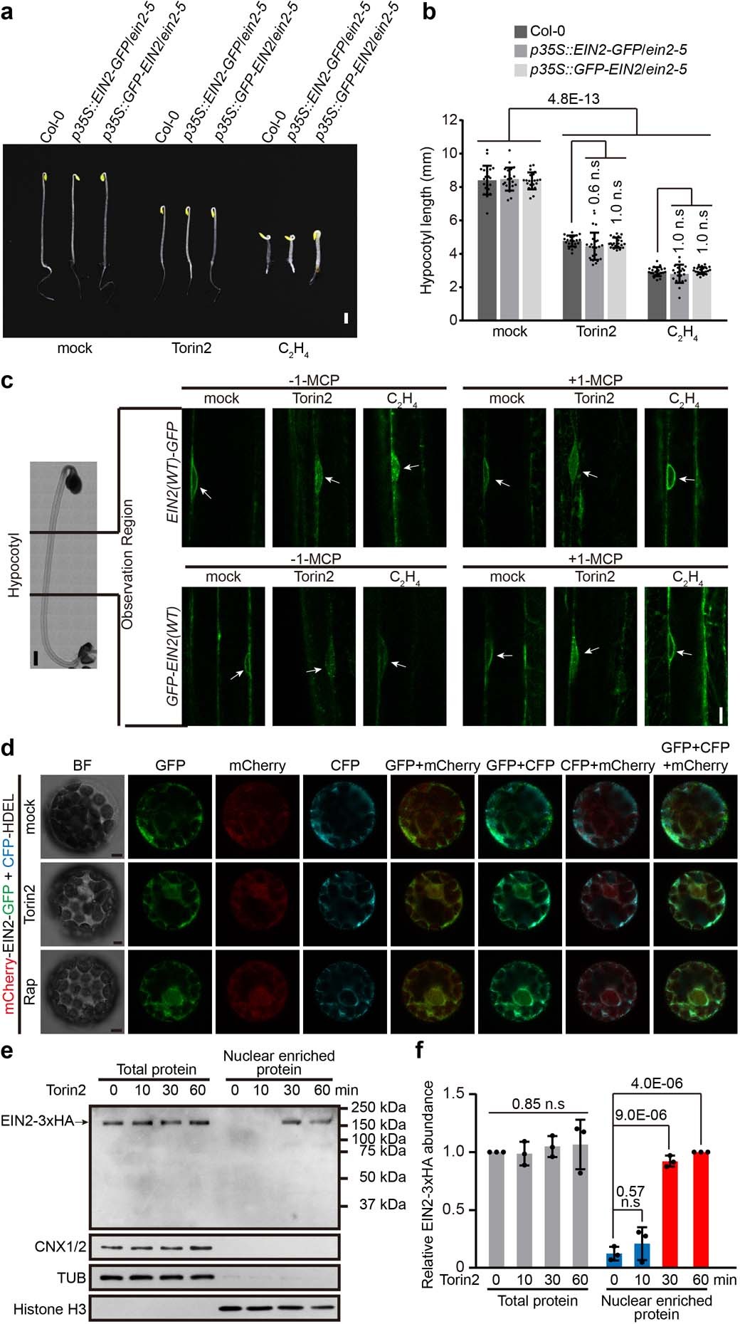 Extended Data Fig. 6: Full-length EIN2 is translocated to the nucleus in response to inhibition of TOR.