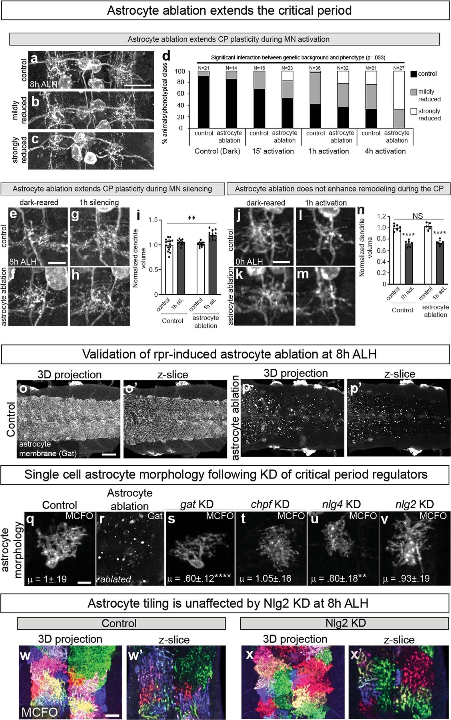 Extended Data Fig. 6: Astrocyte ablation and manipulation extends critical period plasticity.