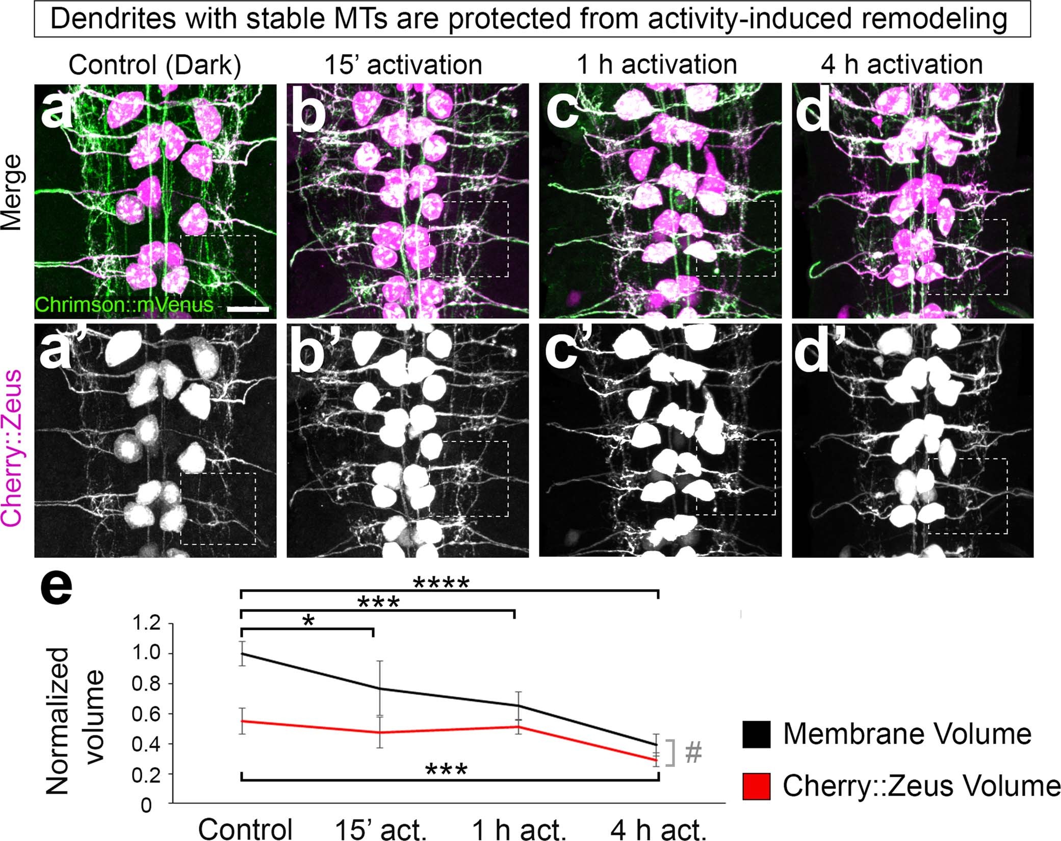 Extended Data Fig. 9: Tubulin stability correlates with dendrite retention during activity-induced remodelling.