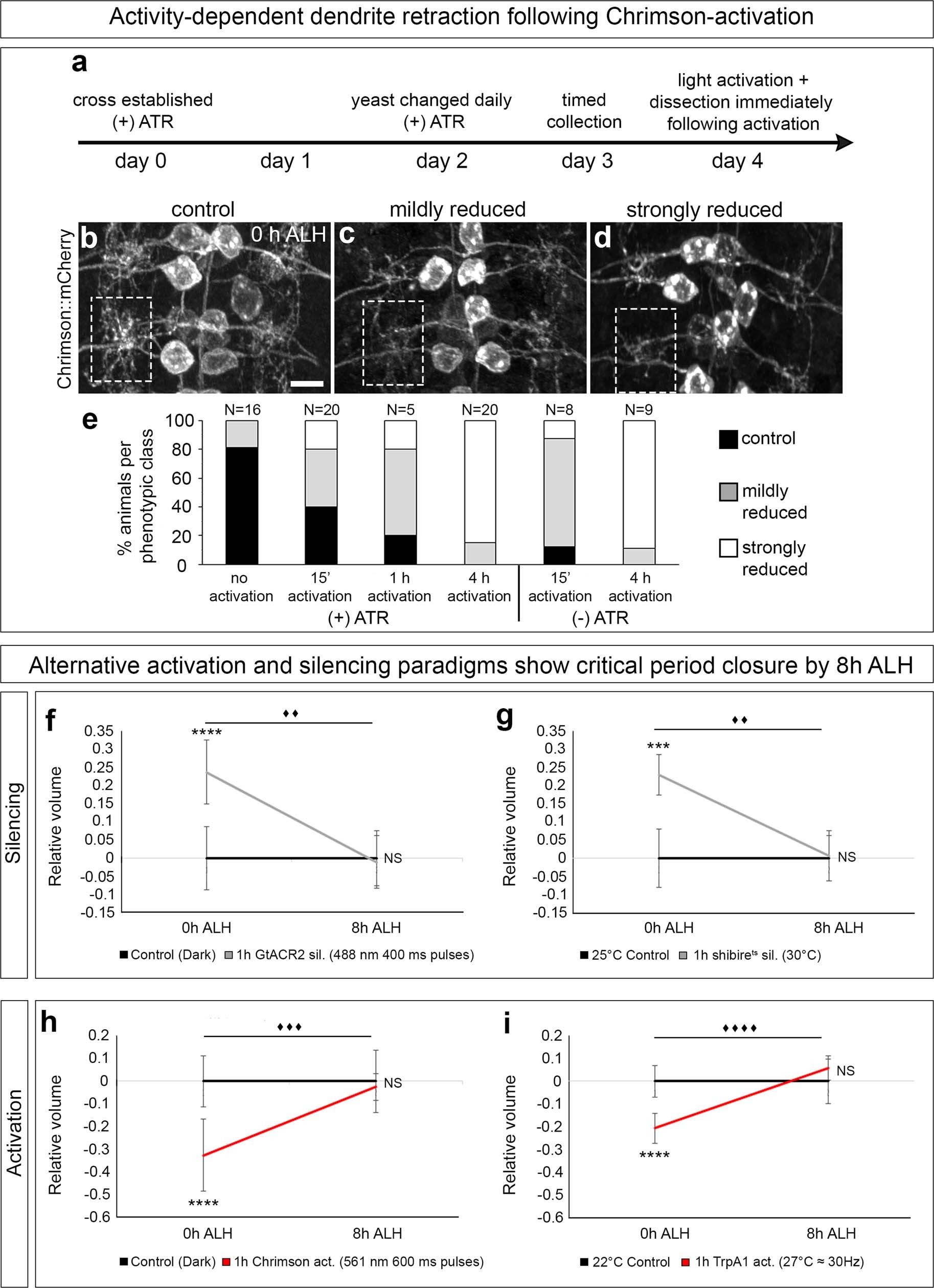 Extended Data Fig. 1: Activity-dependent remodelling of motor neuron dendrites during a motor circuit critical period.