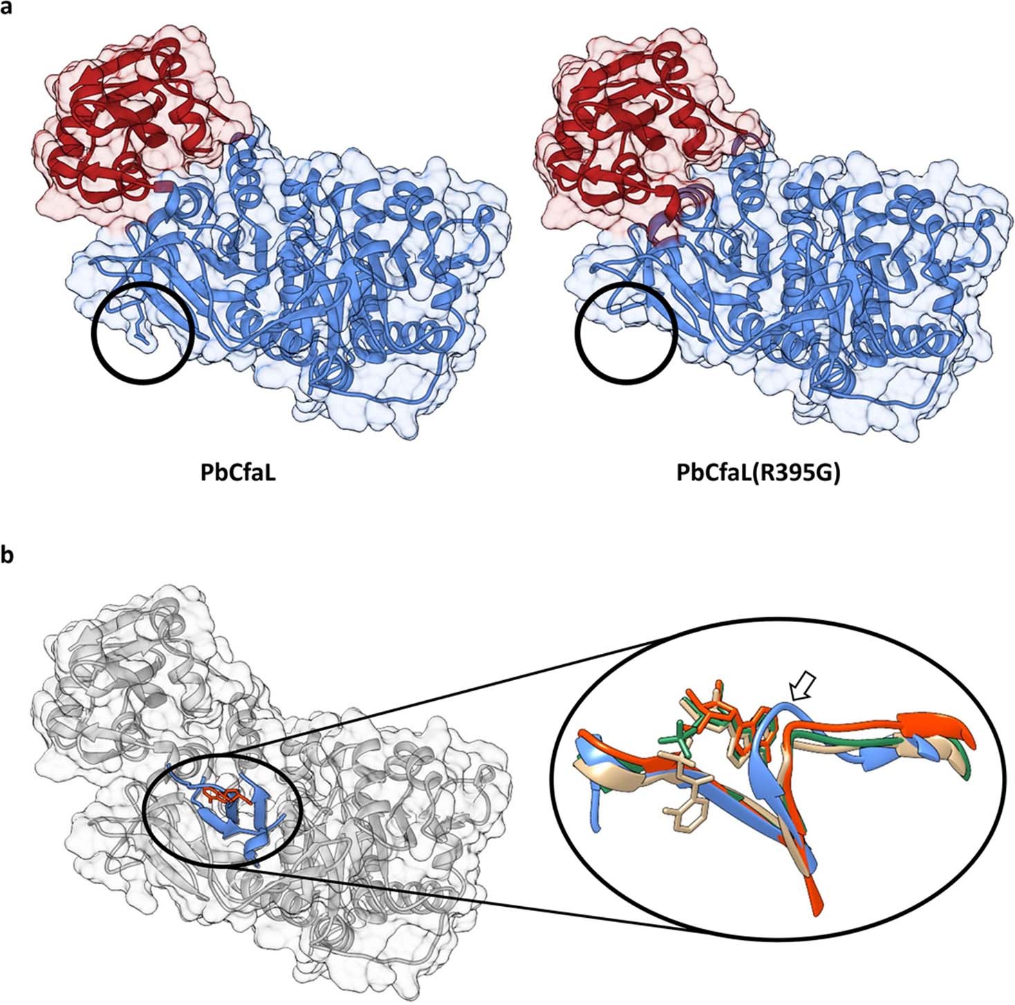 Extended Data Fig. 2: Rational mutagenesis of PbCfaL.