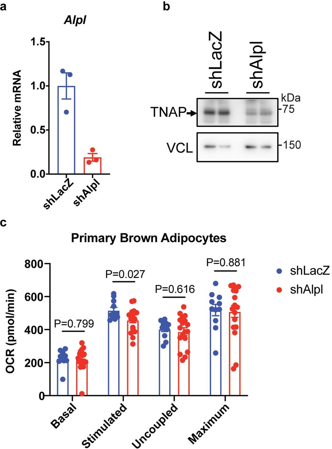 Extended Data Fig. 5: Effect of Alpl silencing on cellular respiration.