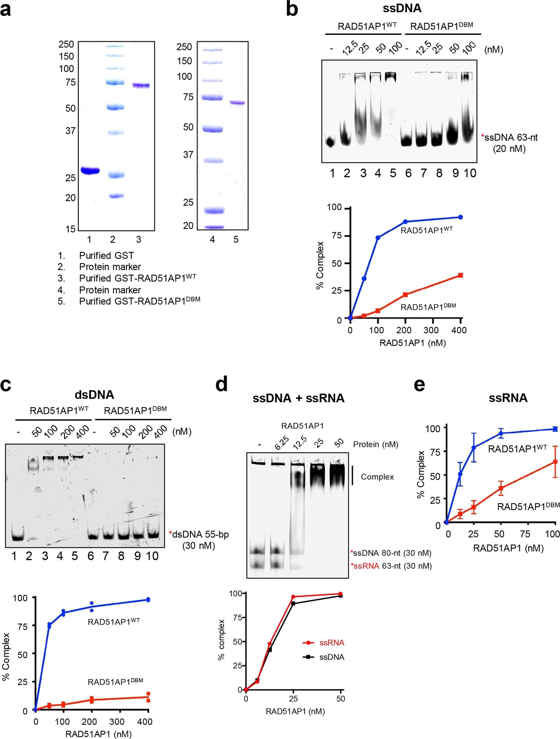 Extended Data Fig. 6: Characterizations of the ssDNA-, ssRNA- and dsDNA-binding activities of RAD51AP1.