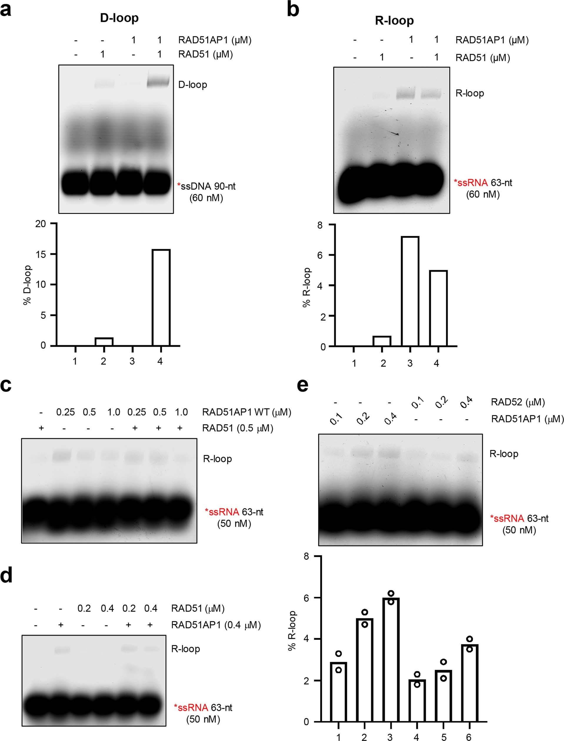 Extended Data Fig. 8: Comparing RAD51AP1, RAD51 and RAD52 in R-loop formation.