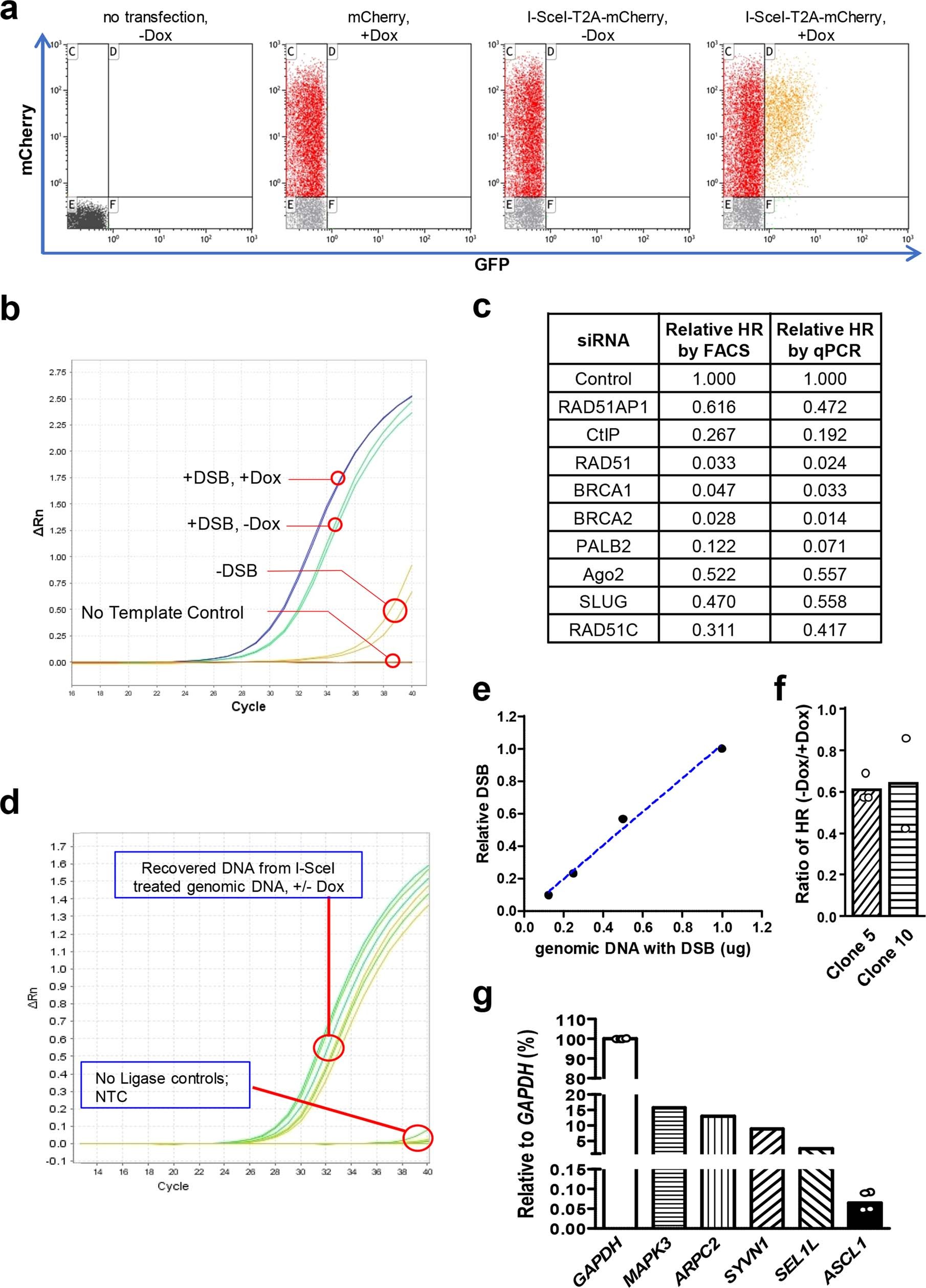 Extended Data Fig. 1: Characterizations of Tet-DR-GFP and ASCL1-mClover HR reporters.