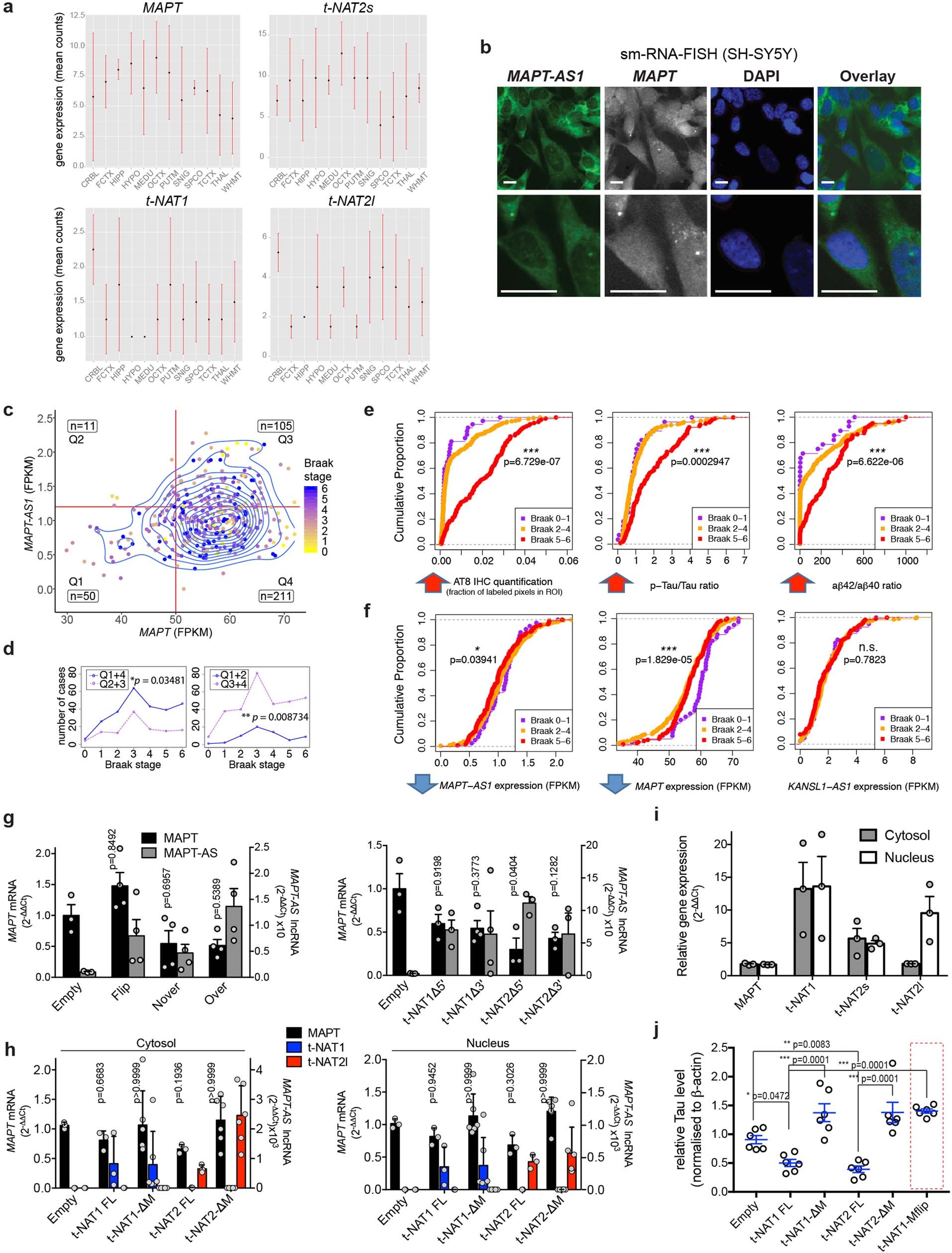 Extended Data Fig. 3: Expression of MAPT and MAPT-AS1 across brain regions and inverse correlation to tau pathology; levels and localization of endogenous MAPT mRNA is unaffected by stable expression of MAPT-AS1, whereas tau protein is increased by MAPT-AS1 with a flipped-MIR.