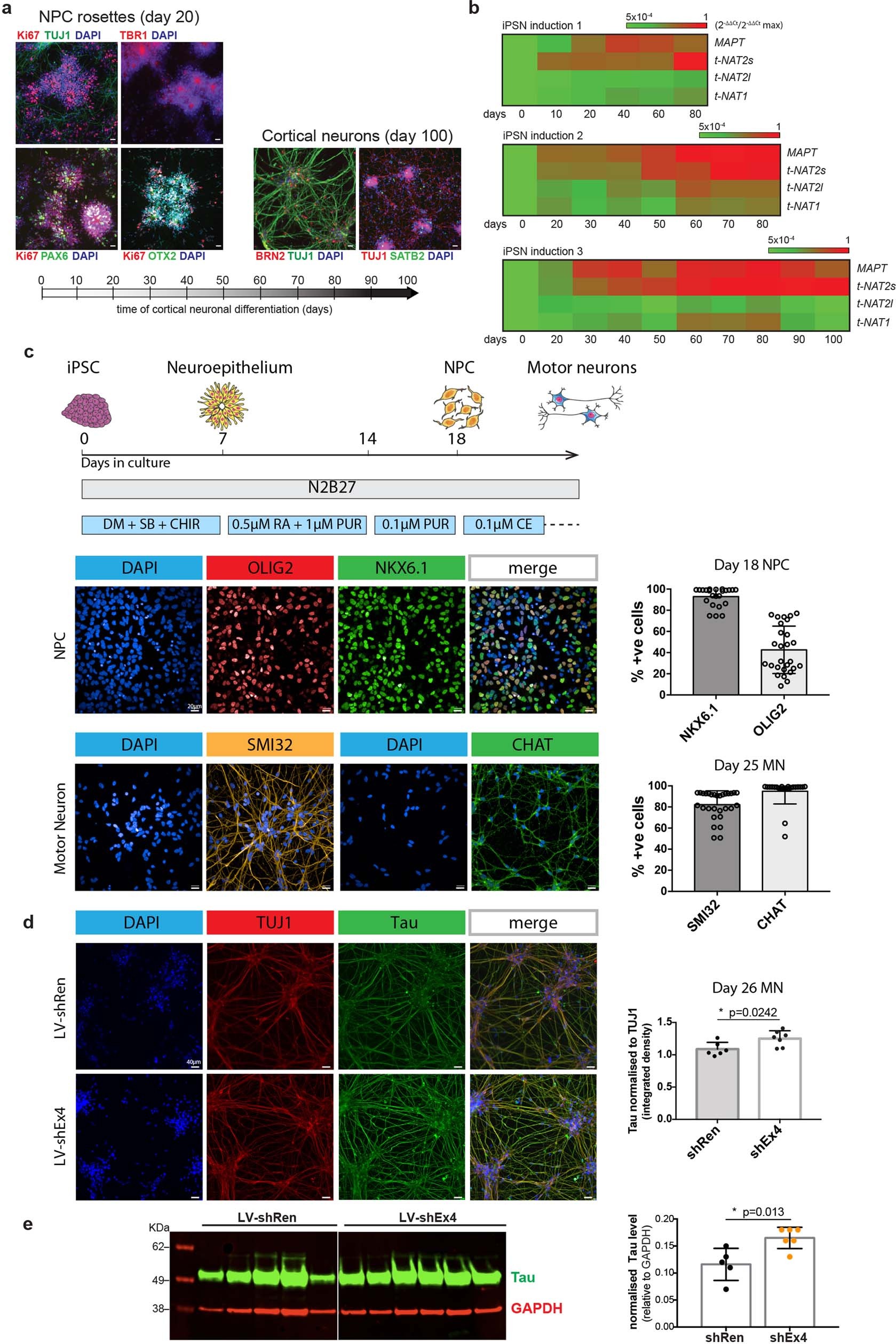 Extended Data Fig. 4: Characterization of human induced pluripotent stem cell-derived cortical and motor neurons.