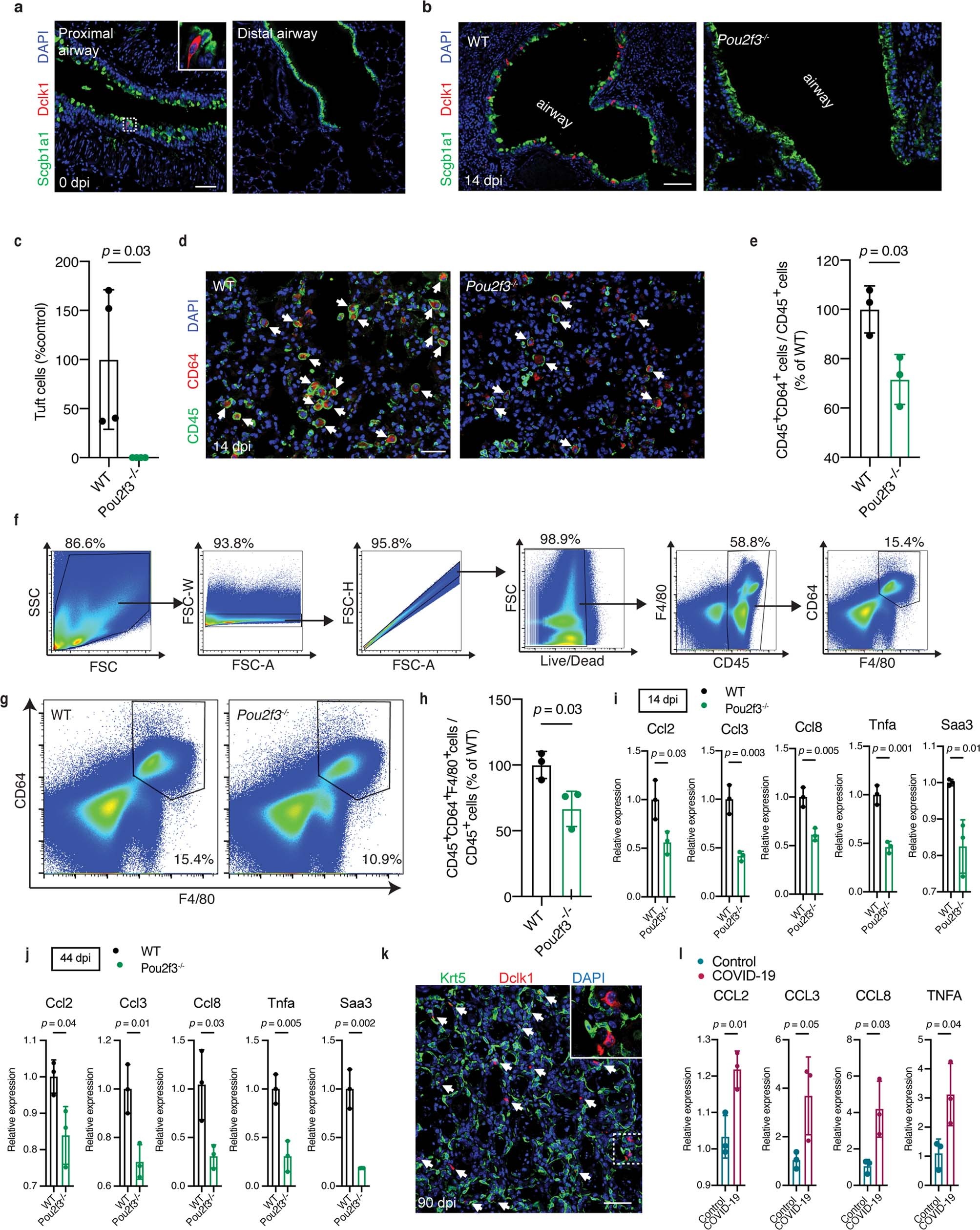 Extended Data Fig. 11: Role of tuft cells in macrophage infiltration in mouse viral pneumonia model.
