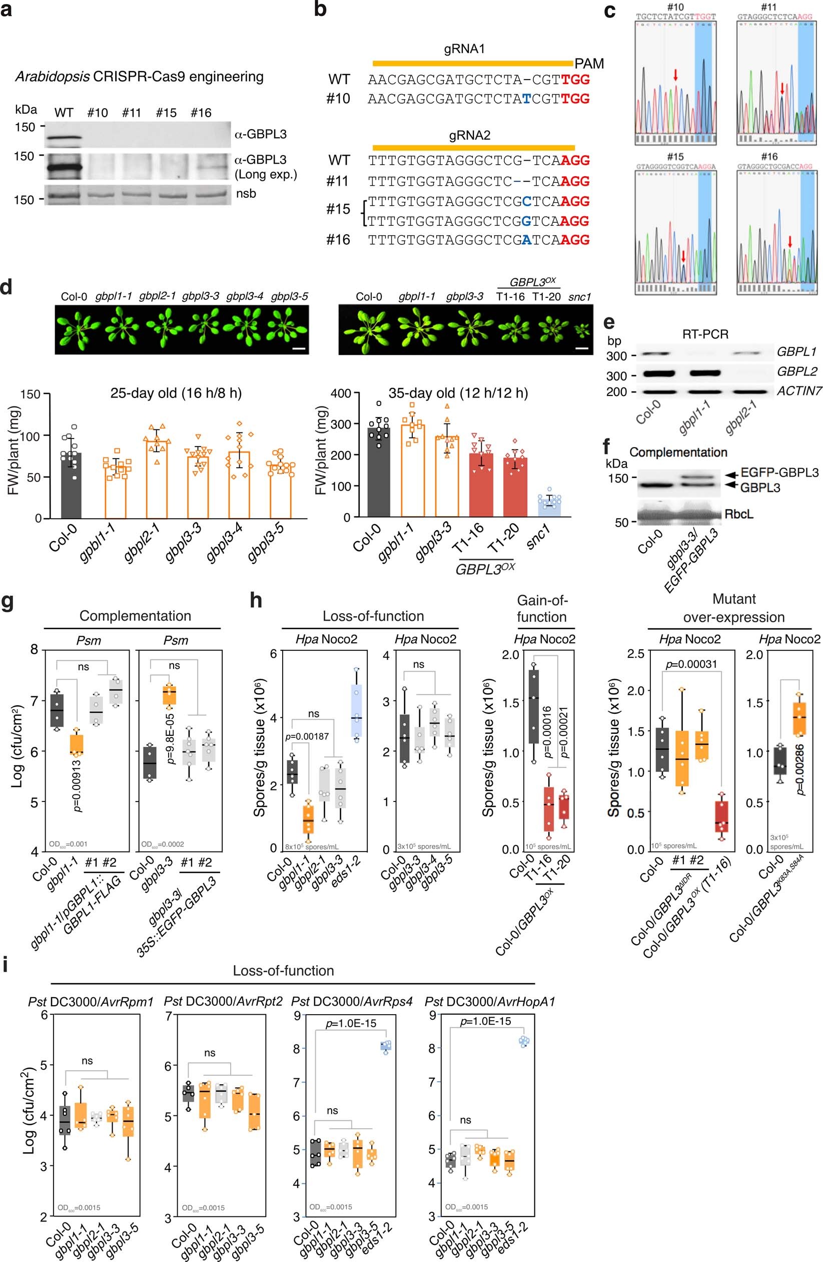 Extended Data Fig. 2: Generation and characterization of Arabidopsis gbpl mutants.