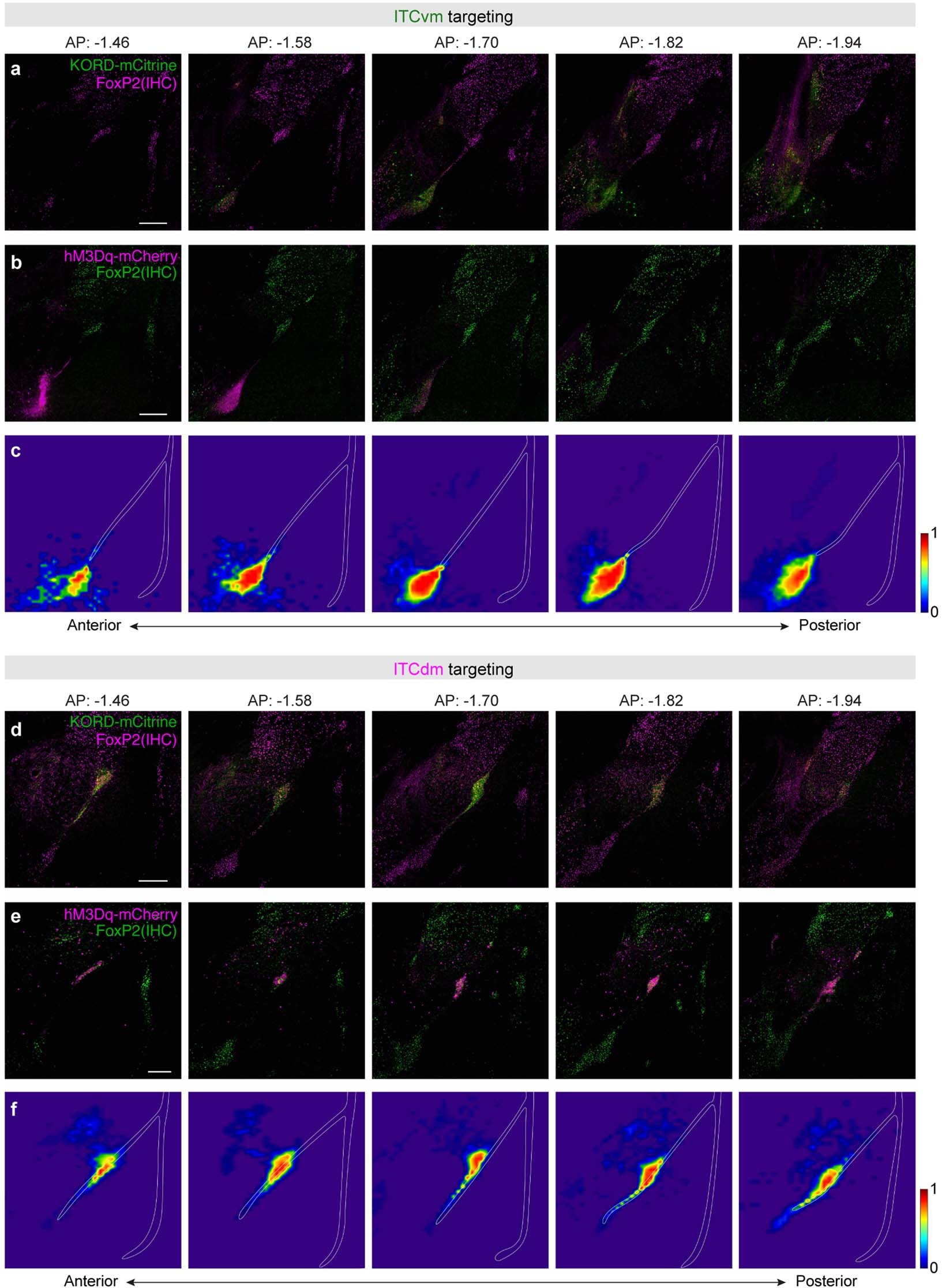 Extended Data Fig. 8: Histology for chemogenetic manipulations of distinct ITC clusters.