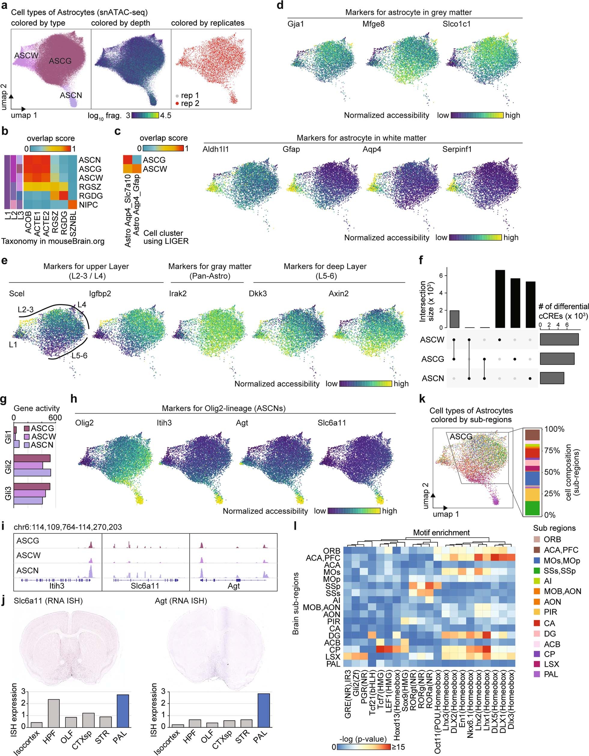 Extended Data Fig. 18: Astrocyte cell types exhibit regional specificity and differential chromatin accessibility.