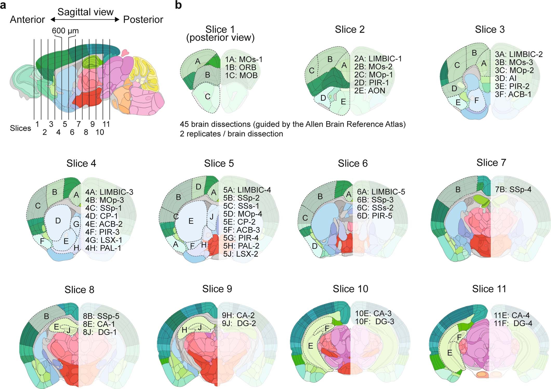 Extended Data Fig. 1: Anatomic maps of the 45 dissections in the adult mouse cerebrum.