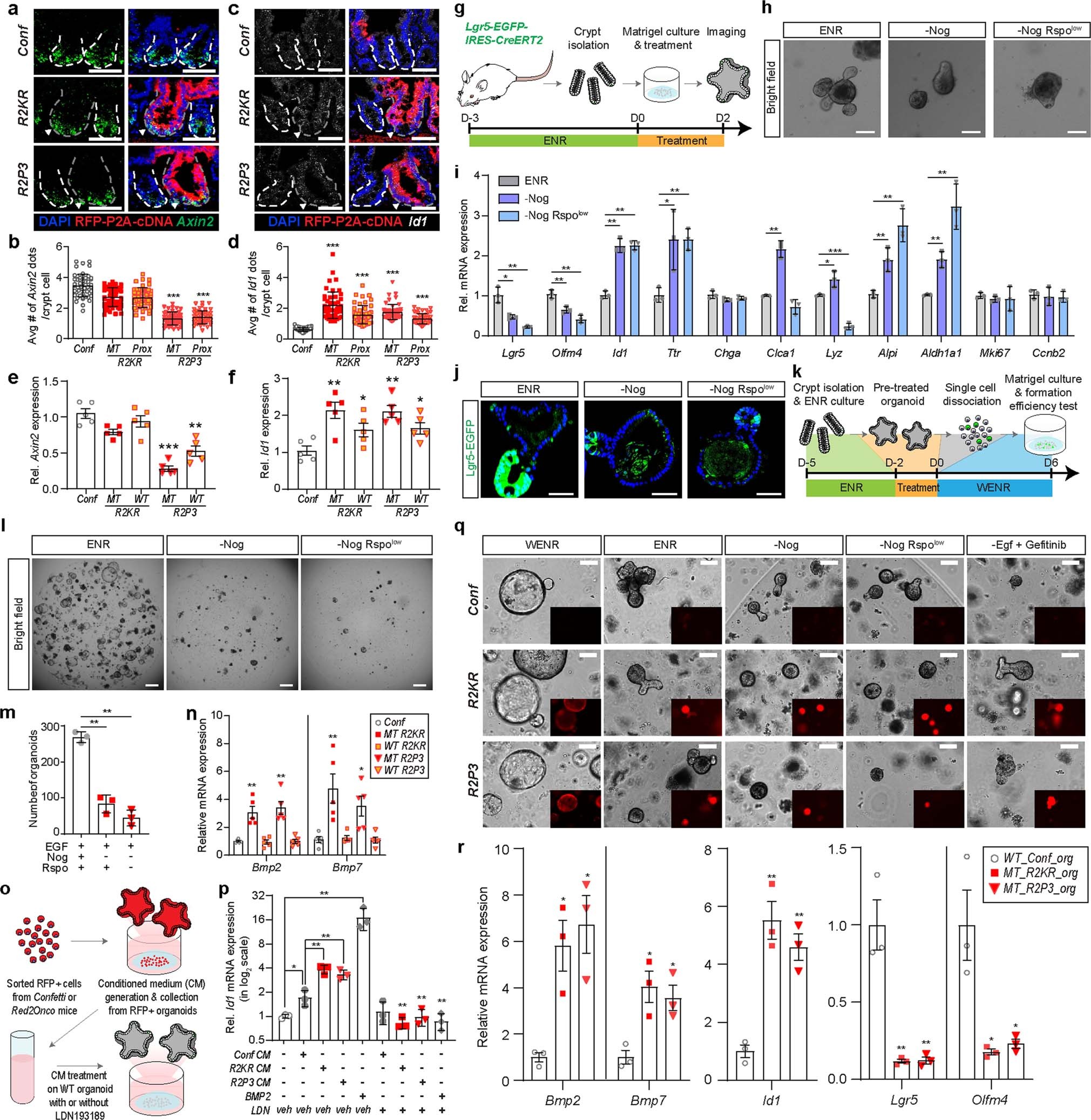 Extended Data Fig. 9: Mutant clones secrete functional BMP ligands.