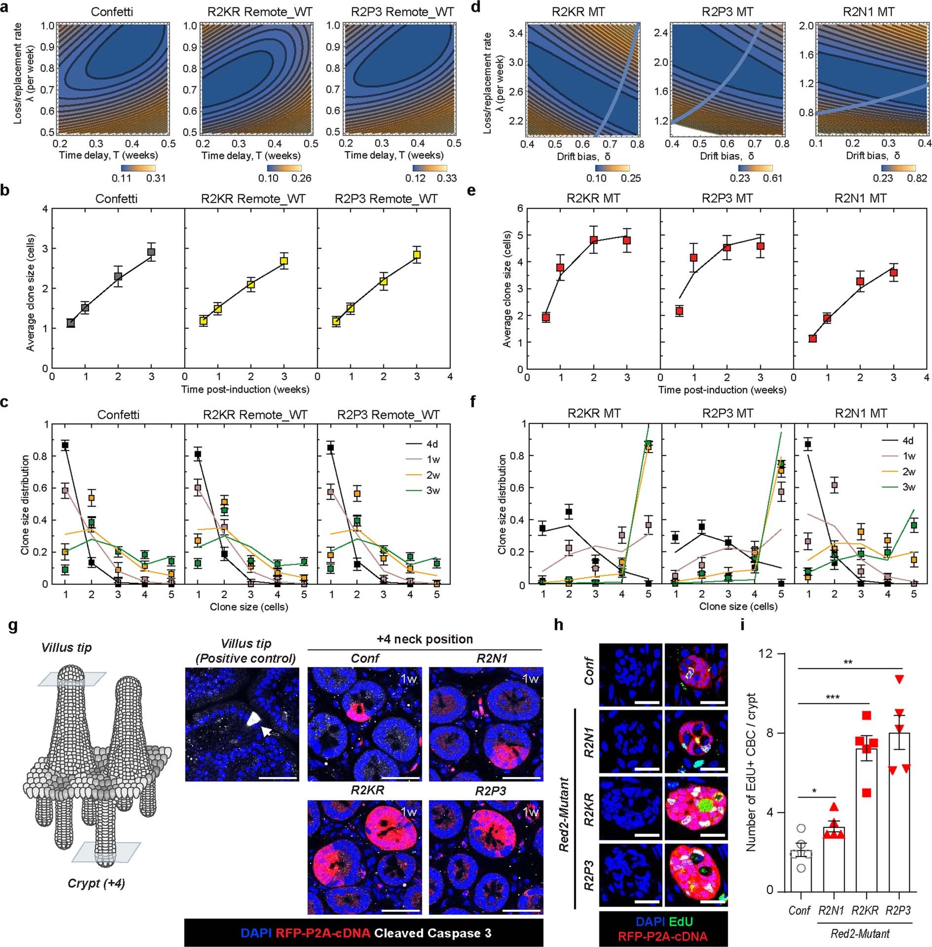 Extended Data Fig. 3: Biophysical modelling of mutant clone expansion.