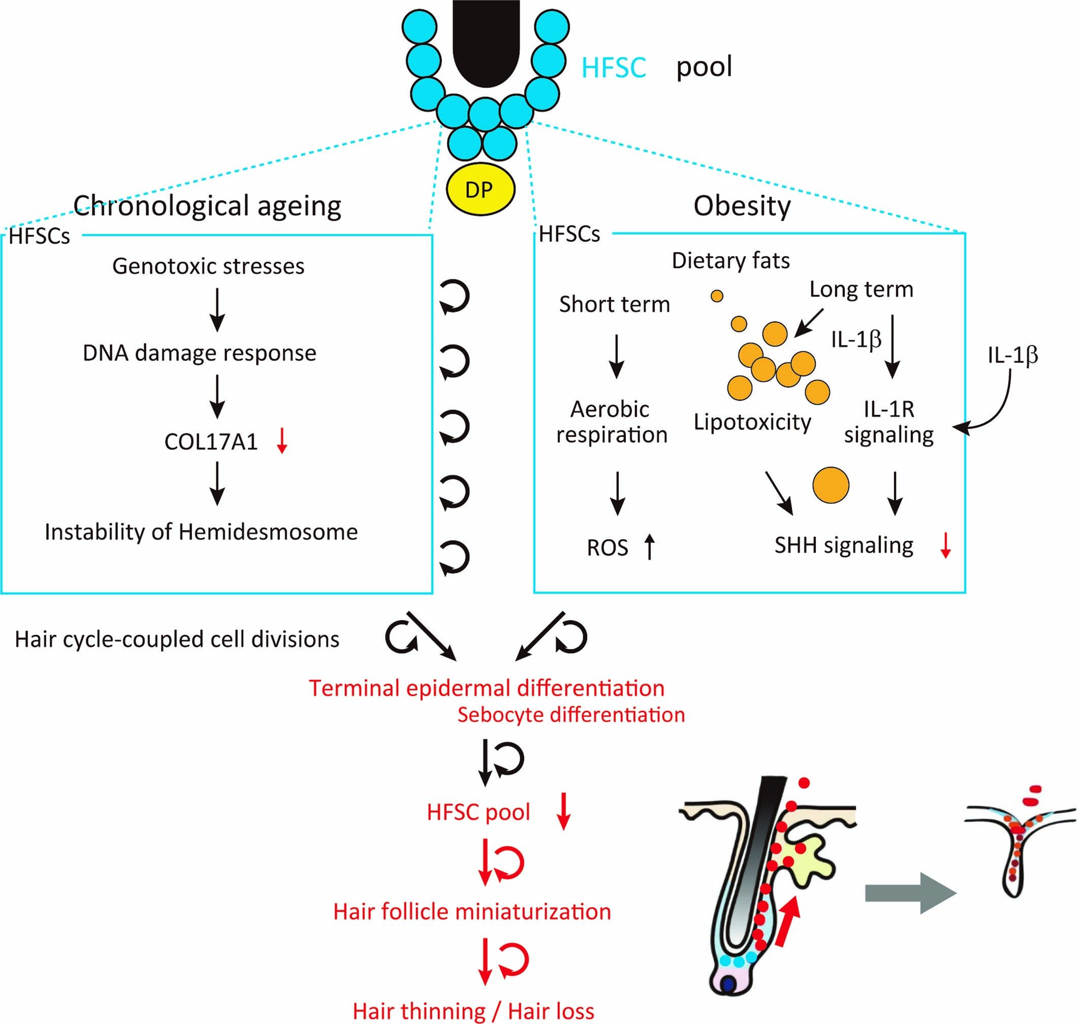 Extended Data Fig. 10: Similarities and differences between ageing-induced and obesity-induced hair loss.
