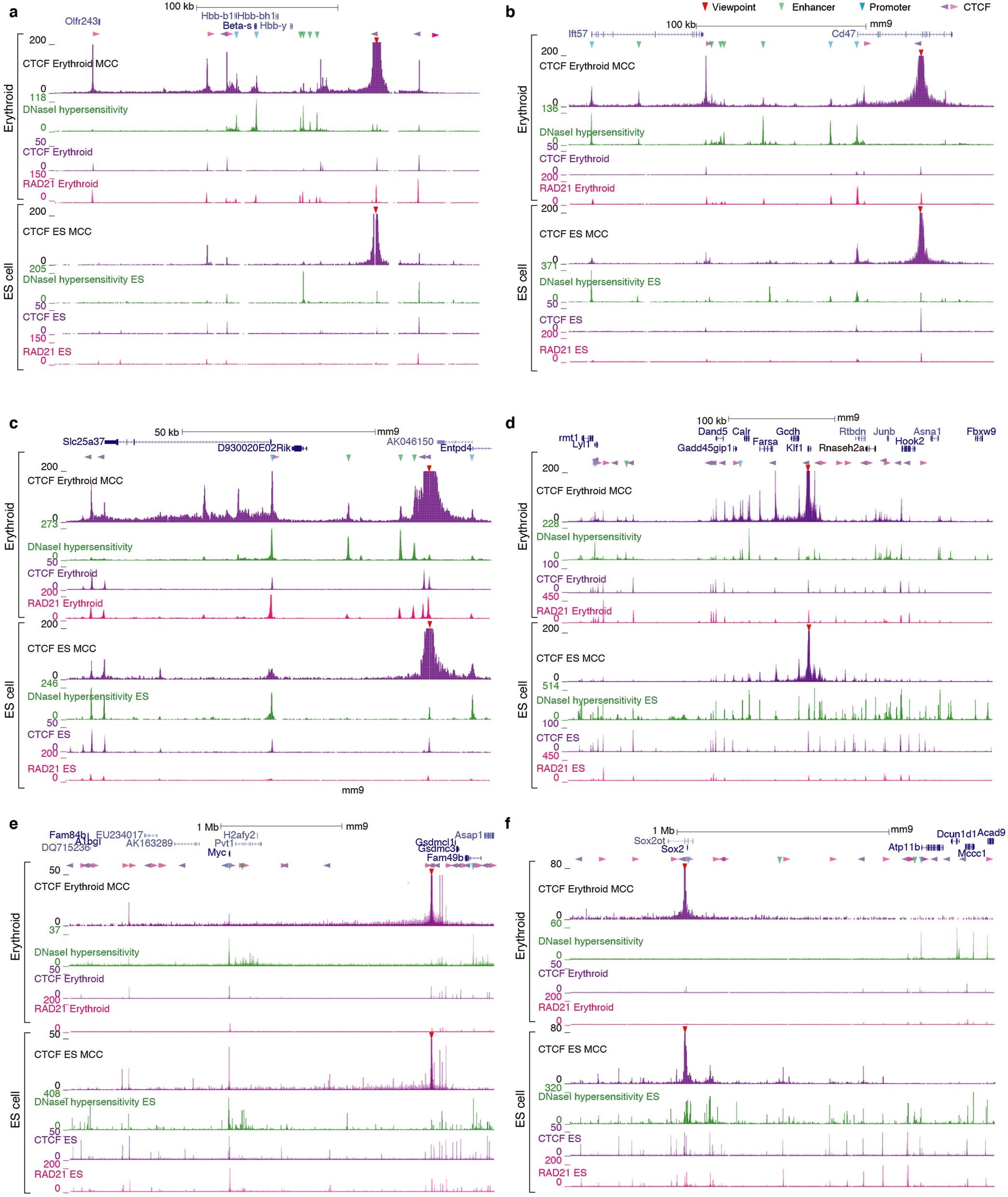 Extended Data Fig. 6: MCC of CTCF sites at loci that are active in erythroid or ES cells shows that highly punctate interactions occur between CTCF sites and that these correlate with the activity of the intervening chromatin.