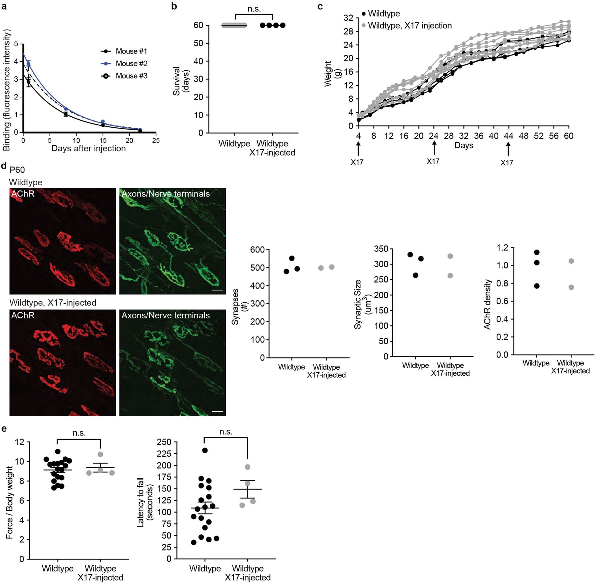 Extended Data Fig. 6: Chronic injection of MUSK agonist antibody X17 in wild-type mice has no effect on the organization of neuromuscular synapses, weight gain or motor behaviour.