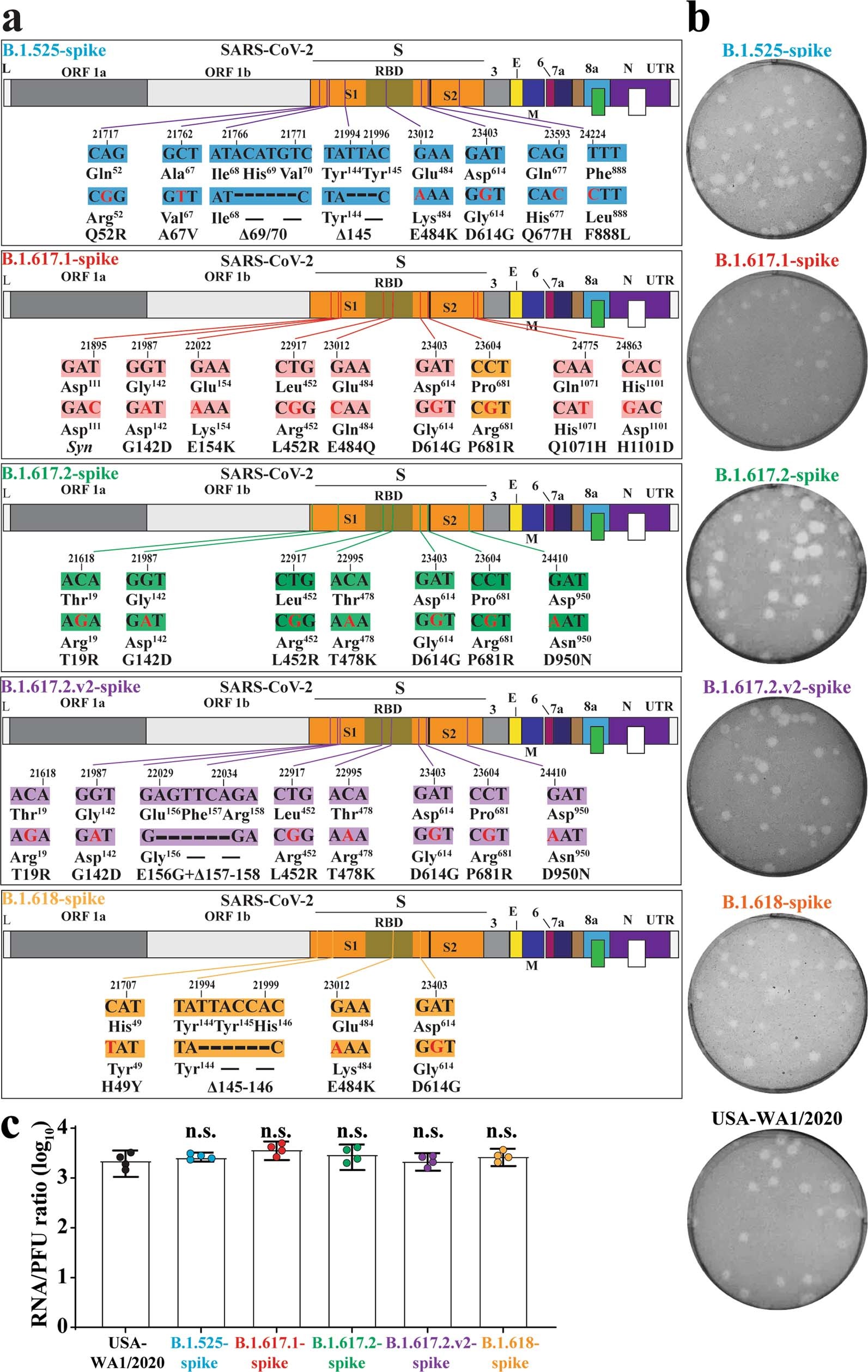 Extended Data Fig. 1: Construction and characterization of SARS-CoV-2s with variant spikes.