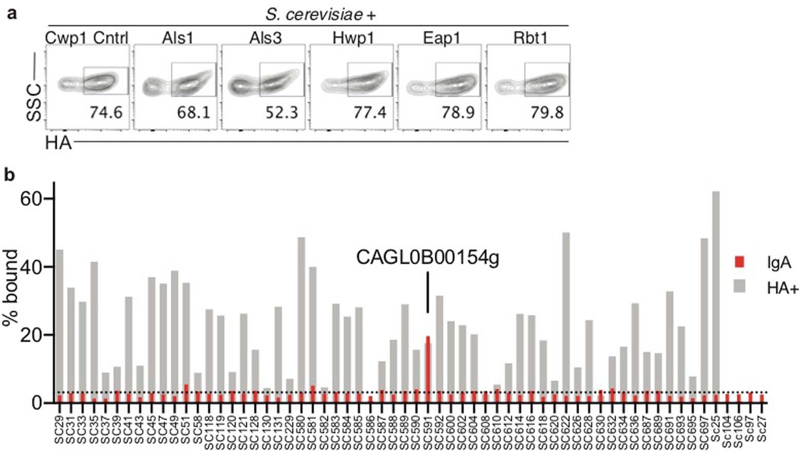 Extended Data Fig. 6: C. albicans- and C. glabrata-induced IgA targets adhesins or adhesin-like proteins.