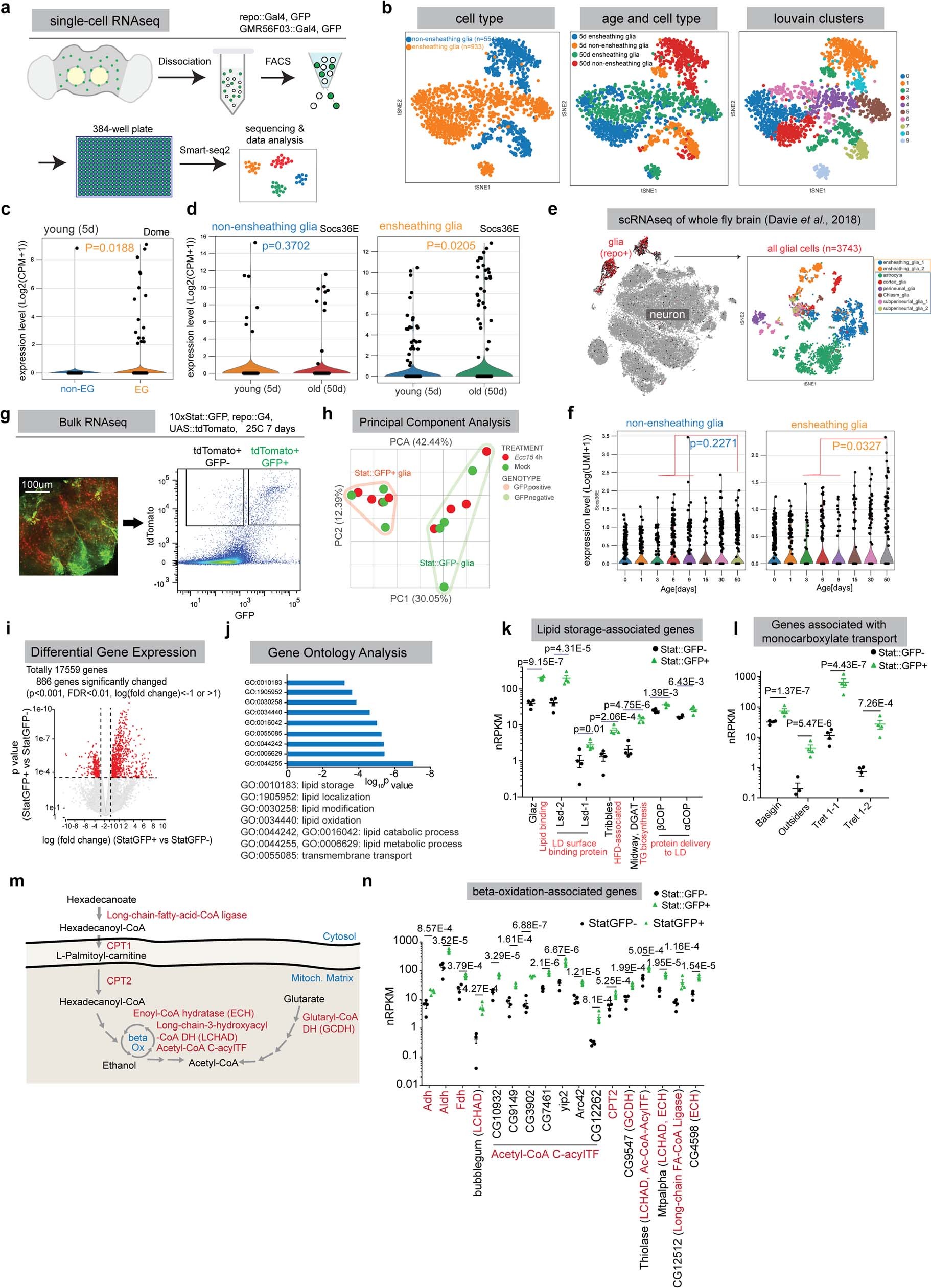 Extended Data Figure 7: JAK–STAT signalling regulates glial lipid metabolism.