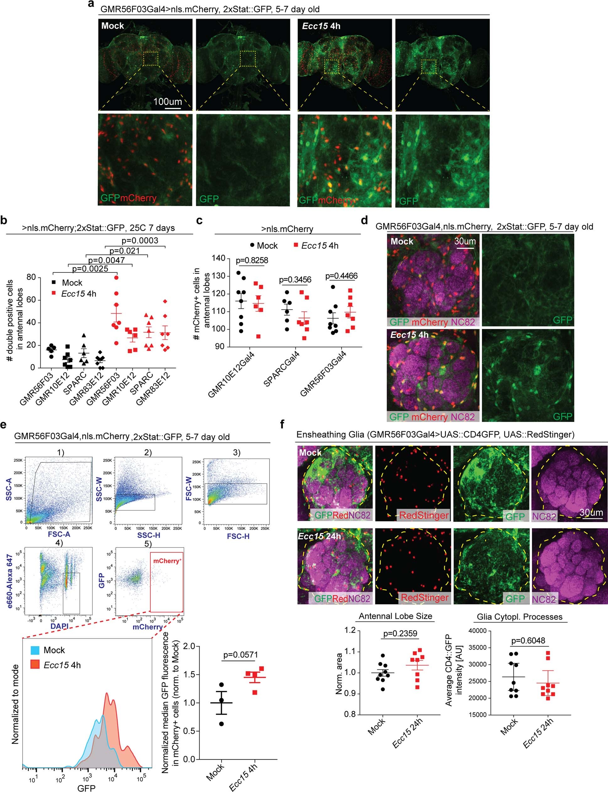 Extended Data Fig. 2: Infection does not influence numbers and the morphology of EG at the AL.