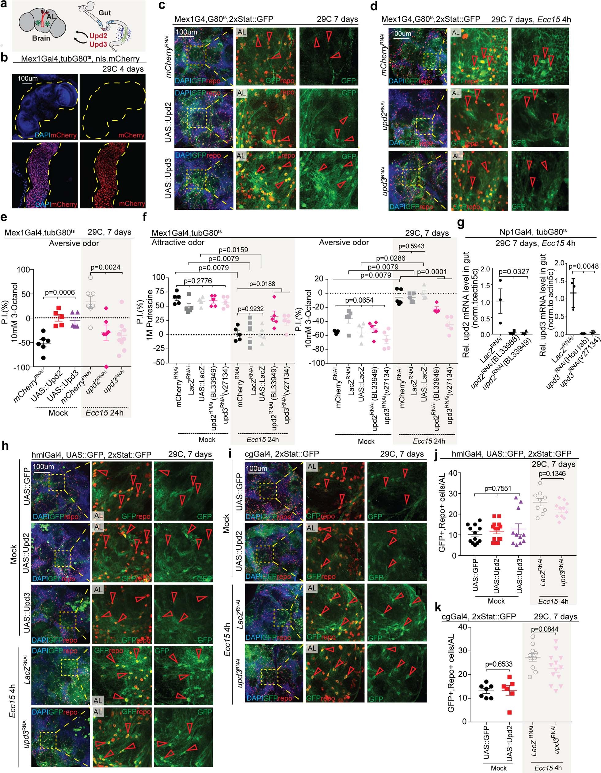 Extended Data Fig. 4: Gut-derived Upd2 and Upd3 are sufficient and required for infection-induced STAT activation in the glia.