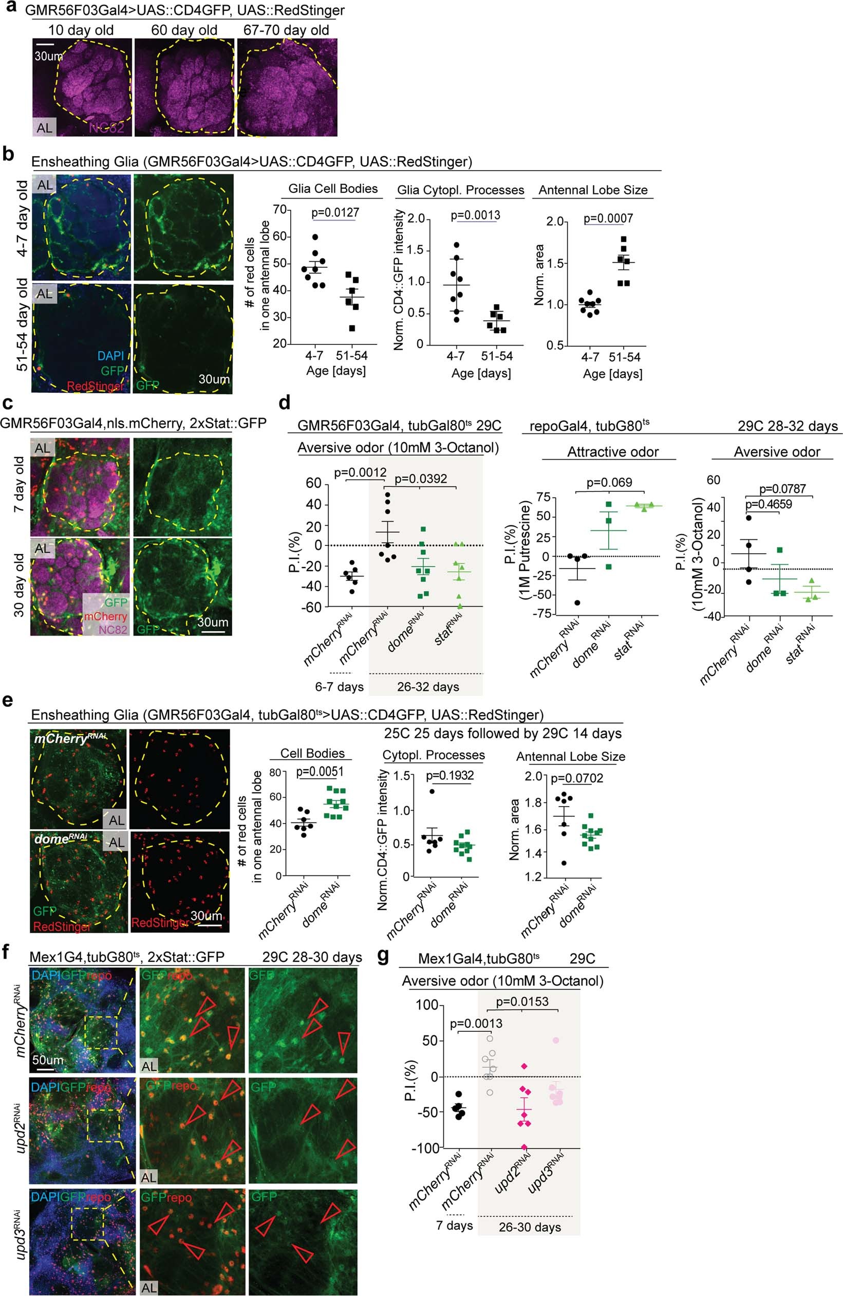 Extended Data Fig. 5: Chronic activation of JAK–STAT signalling in EG drives the decline of EG numbers at the AL during ageing.