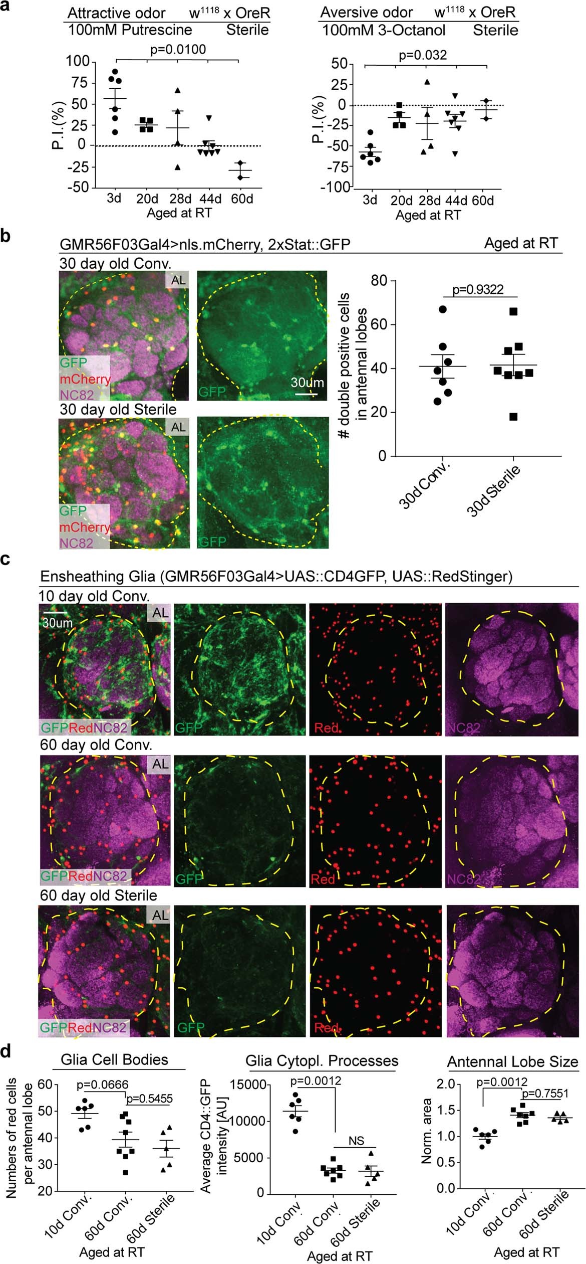 Extended Data Fig. 6: Age-related decline of olfaction sensitivity and morphological decays of EG are independent from microbiota.