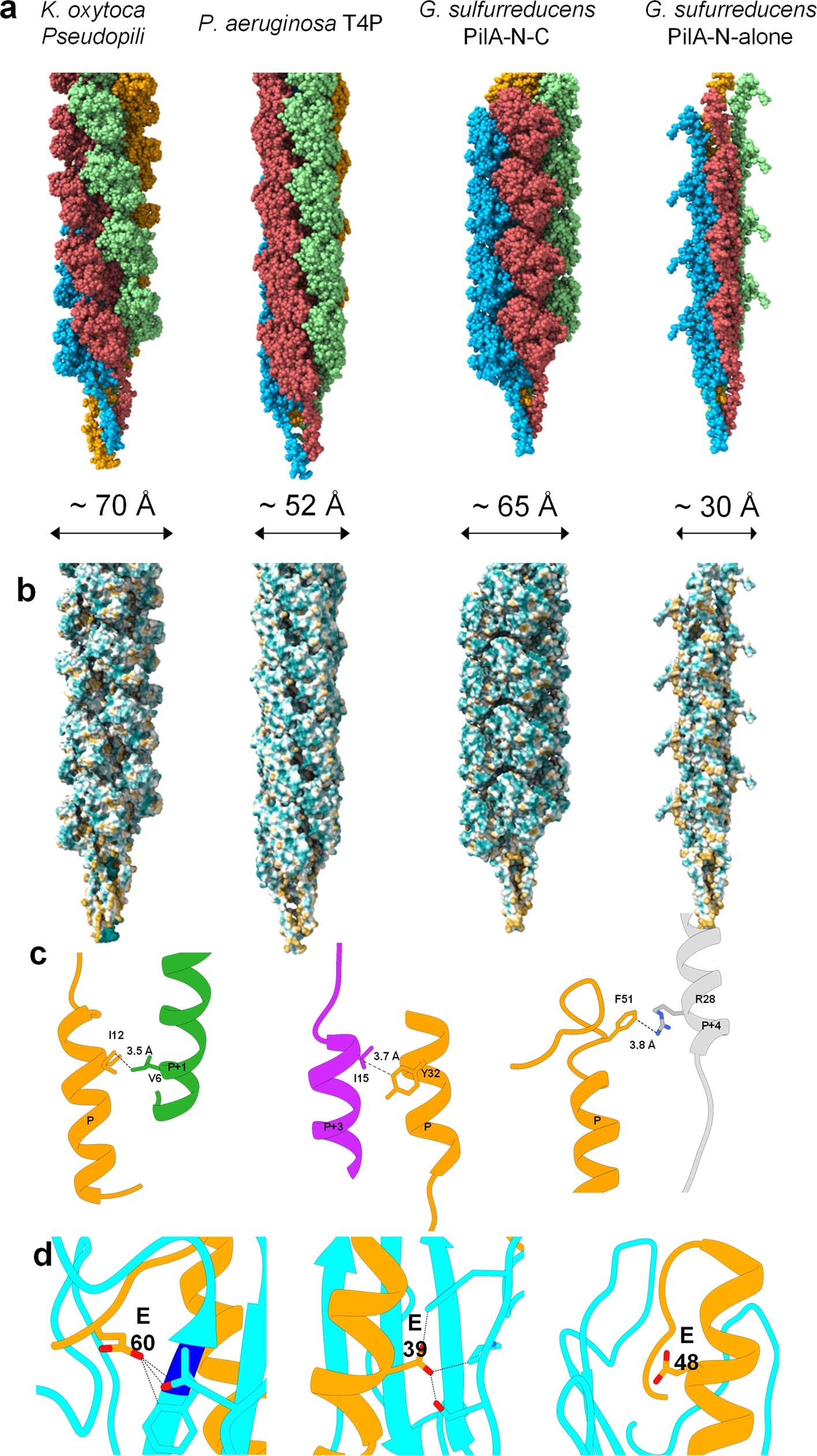 Extended Data Fig. 5: Comparison between K. oxytoca pseudopili (PDB code 5WDA), P. aeruginosa T4P (PDB code 5XVY), G. sulfurreducens PilA-N–C filament and G. sulfurreducens PilA-N-alone filament model.