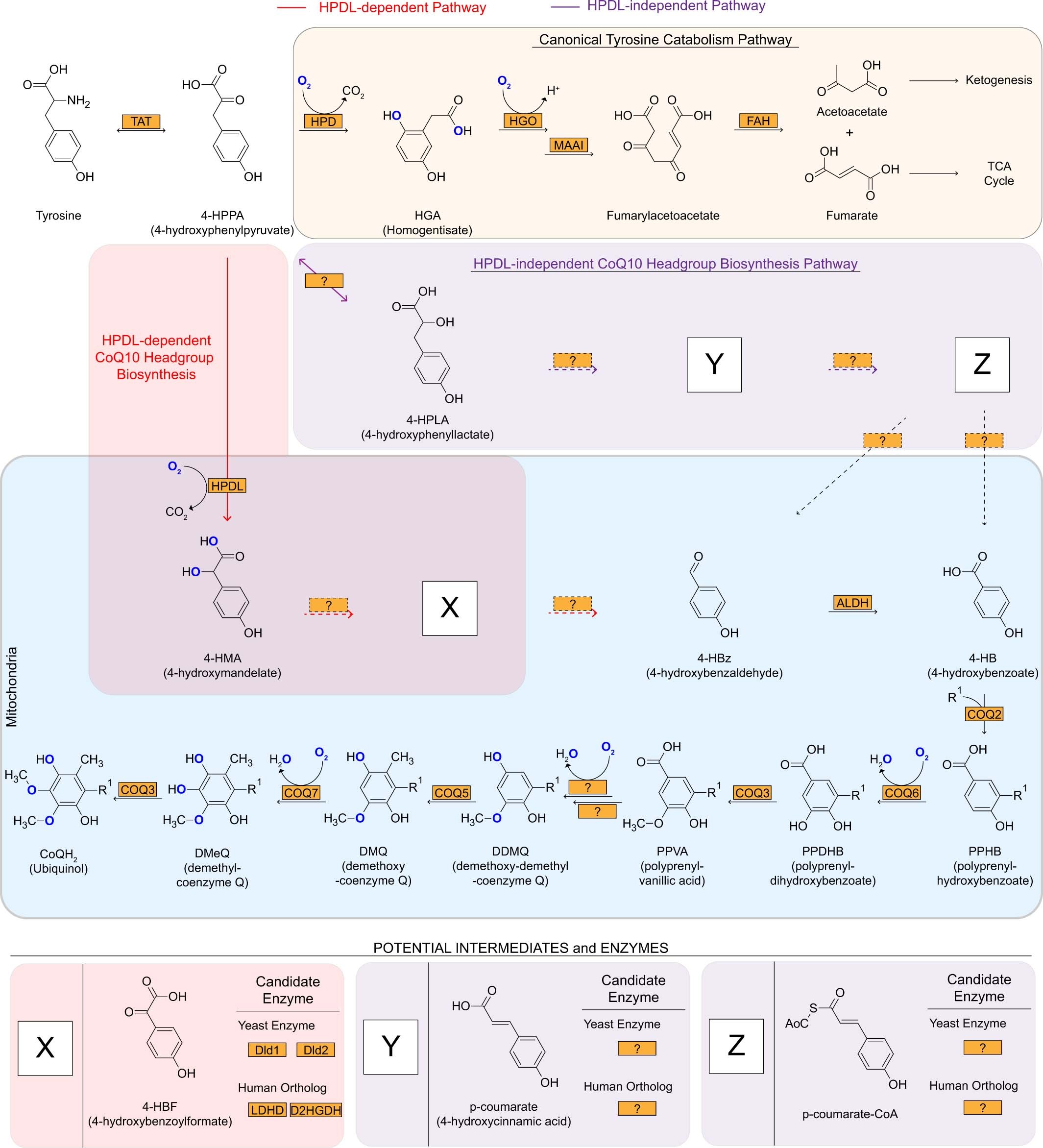 Extended Data Figure 11: HPDL-dependent CoQ10 biosynthesis pathway.