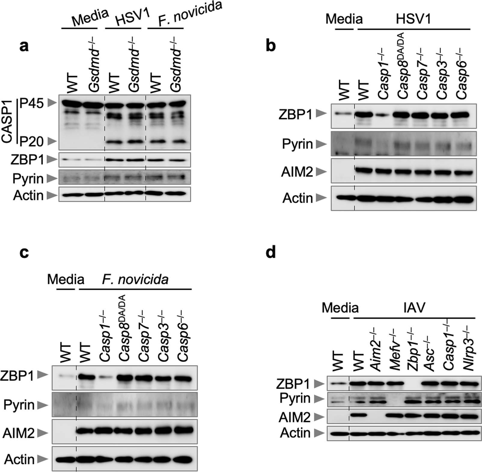Extended Data Fig. 6: The expression of Pyrin and ZBP1 is not regulated by GSDMD or caspase-8, -7, -3 or -6 during HSV1 or F. novicida infections.