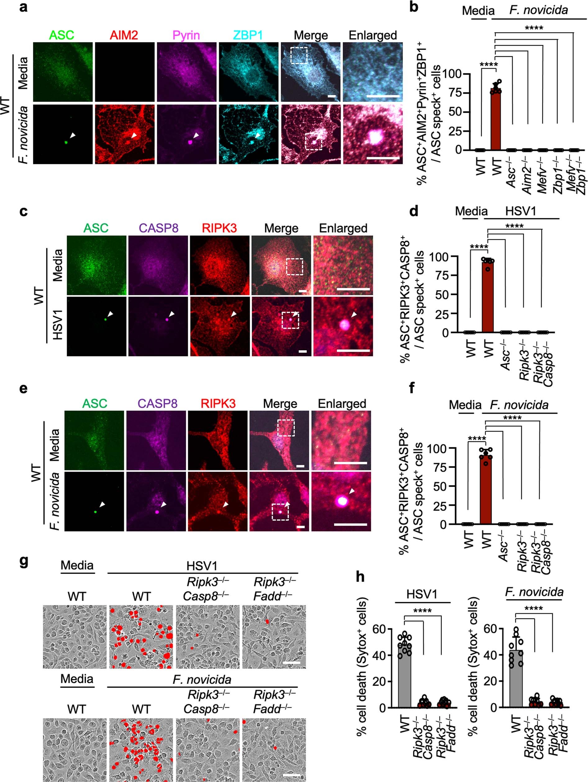 Extended Data Fig. 9: ASC speck colocalizes with AIM2, Pyrin and ZBP1, caspase-8 and RIPK3 in the same cell during HSV1 and F. novicida infections, and formation of this complex drives cell death.