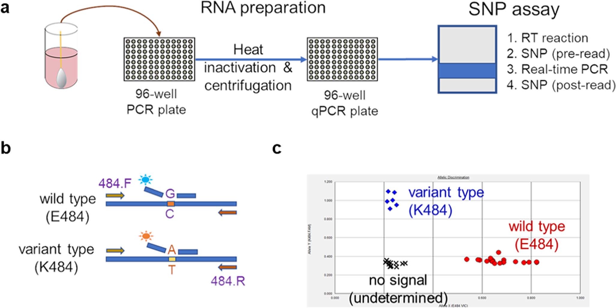 Extended Data Fig. 1: Rapid PCR-based screening assay protocol to identify samples harboring key substitutions.