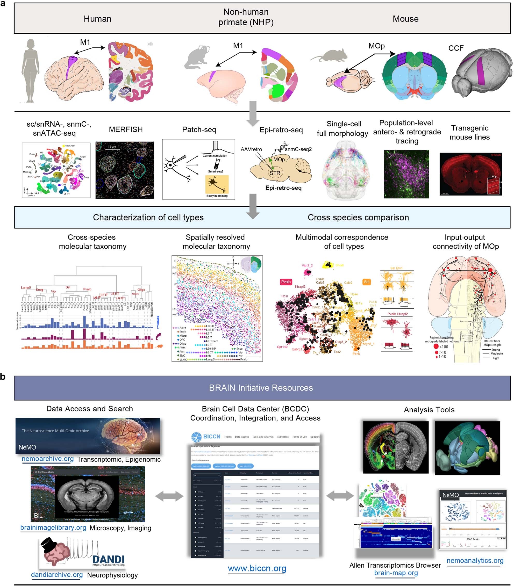 Extended Data Fig. 1: Summary of experimental and computational approaches taken and community resources generated by BICCN.