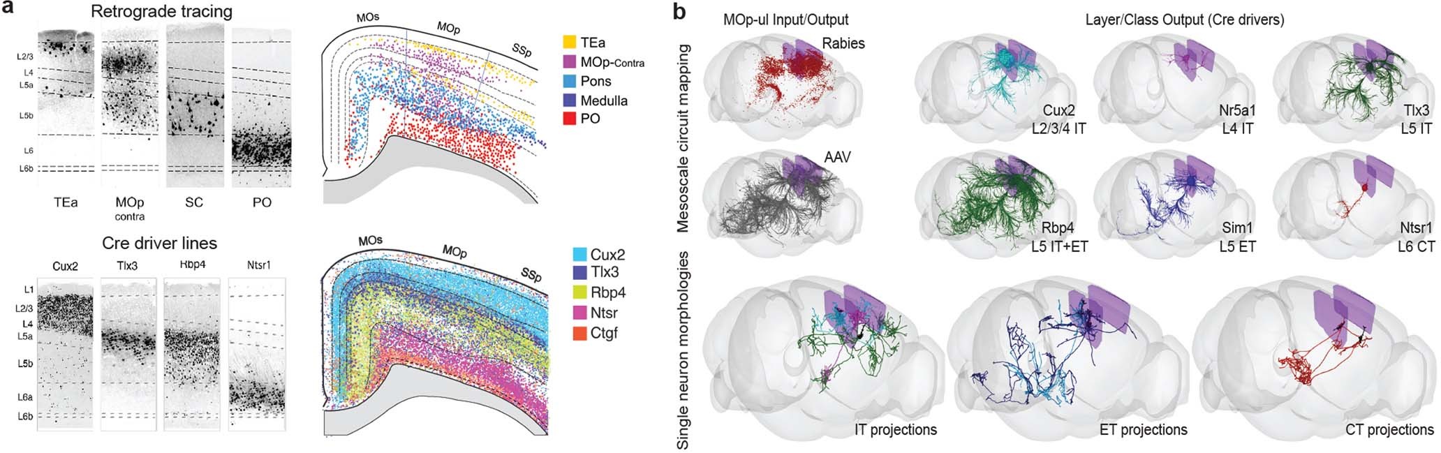 Extended Data Fig. 4: Anatomical characterization of MOp-ul neuron types.