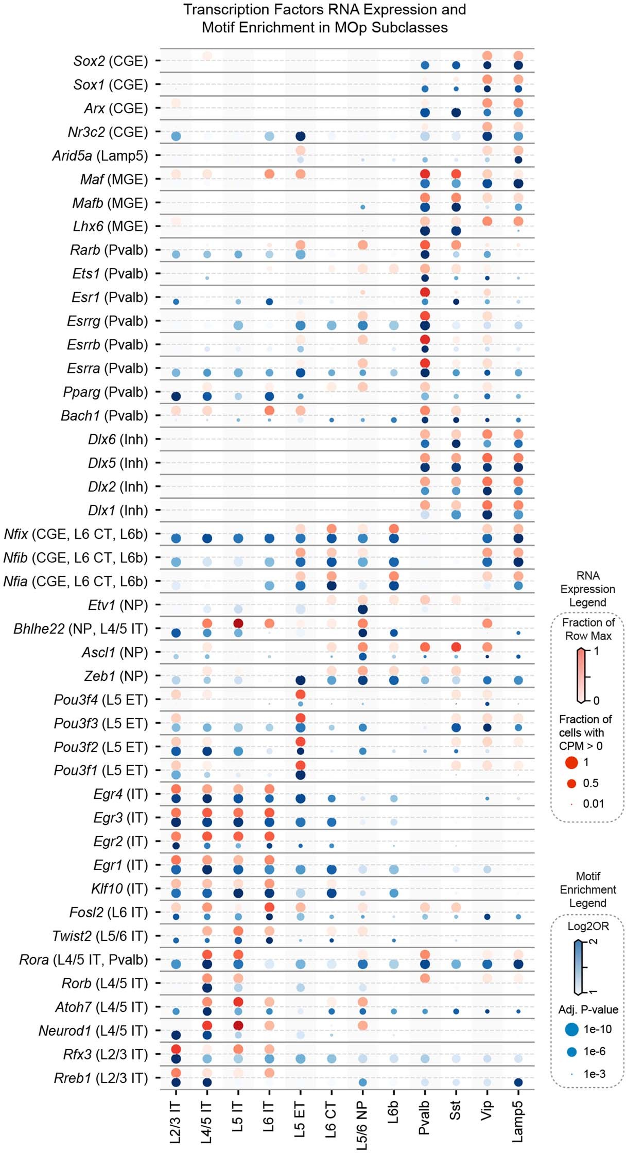 Extended Data Fig. 7: Dot plot illustrating RNA expression levels (red) and hypo-CG-DMR motif enrichments (blue) of transcription factors (TFs) in mouse MOp subclasses.