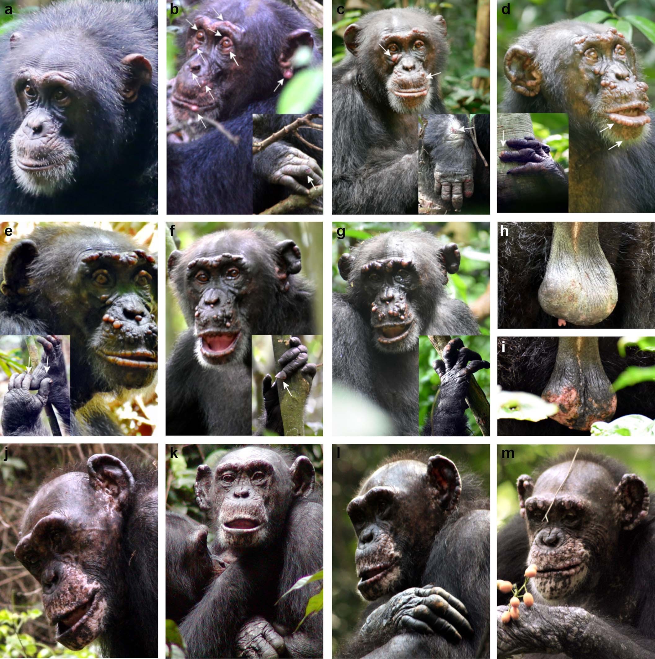 Extended Data Fig. 3: Disease progression of leprosy in an adult male chimpanzee at TNP (Woodstock) over the course of 2 years (2018–2020) (a–i) and an adult female chimpanzee at TNP (Zora) over the course of 2008–2009 (j–m).