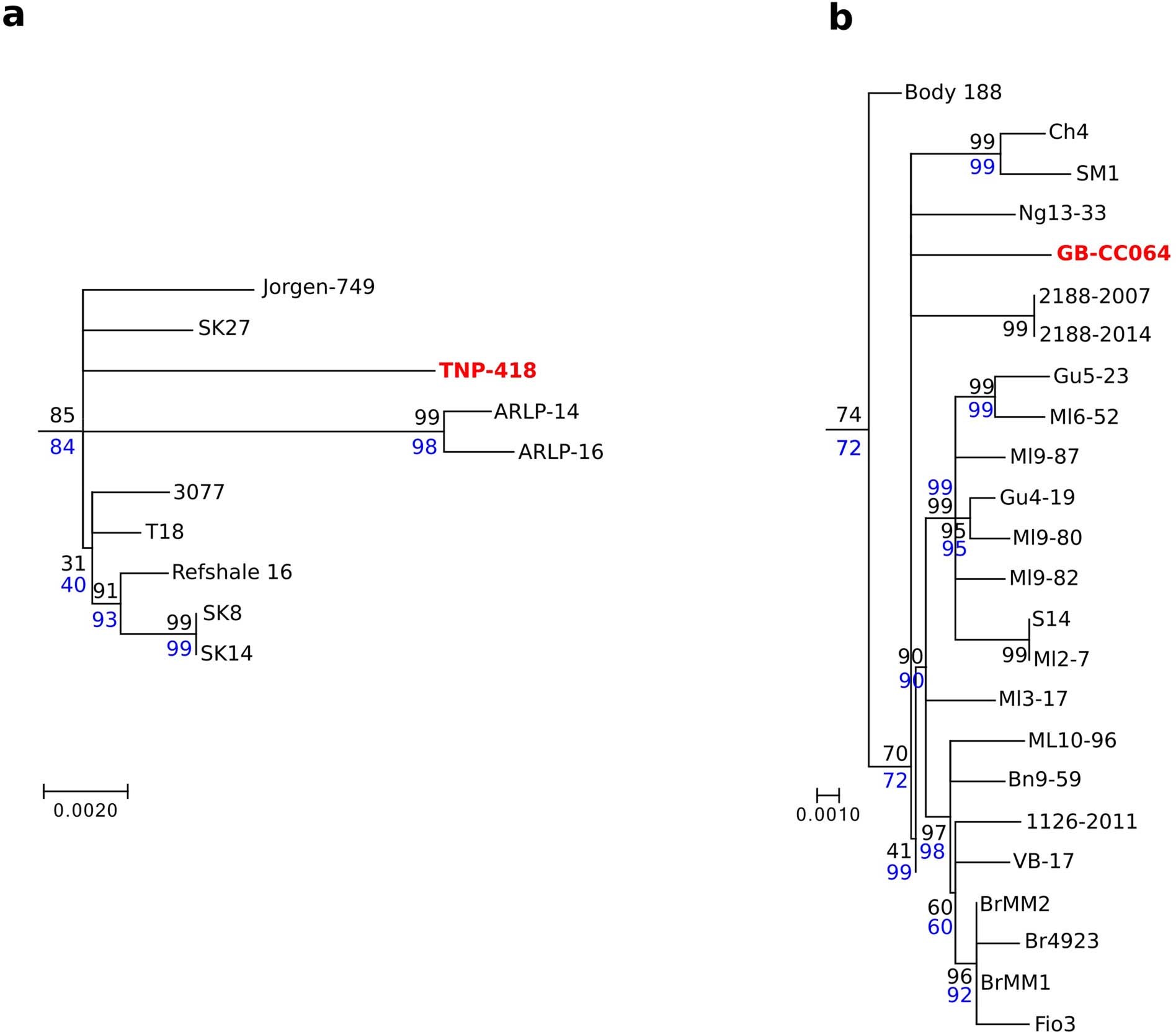 Extended Data Fig. 7: Maximum Likelihood tree to confirm the topological placement of GB-CC064 and TNP-418.
