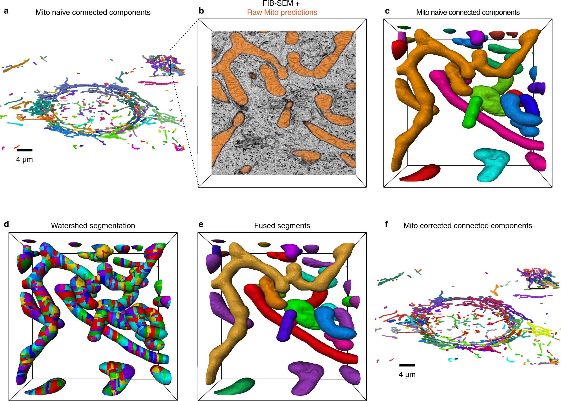Extended Data Fig. 6: Mitochondria overmerging corrections.