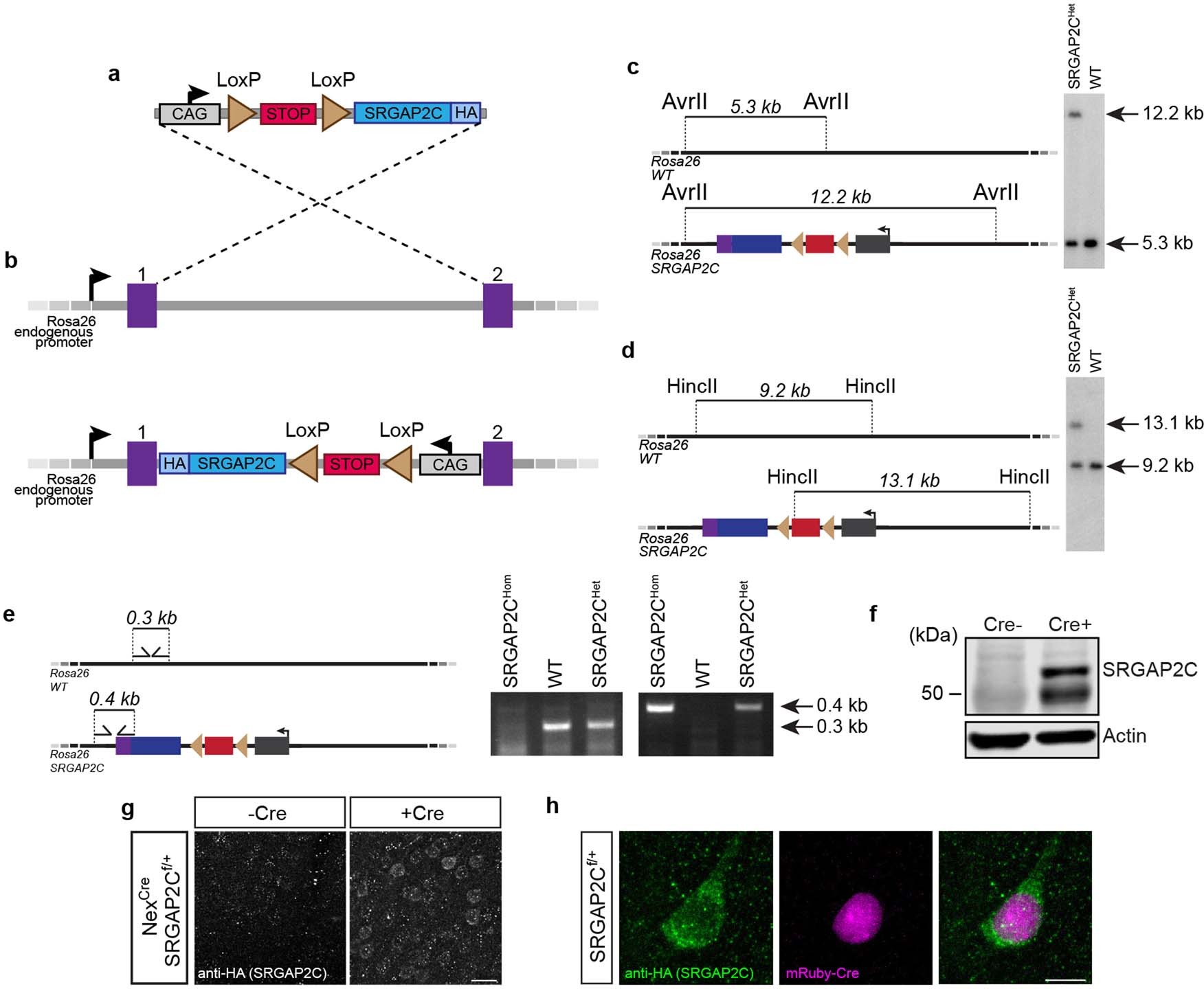 Extended Data Fig. 1
