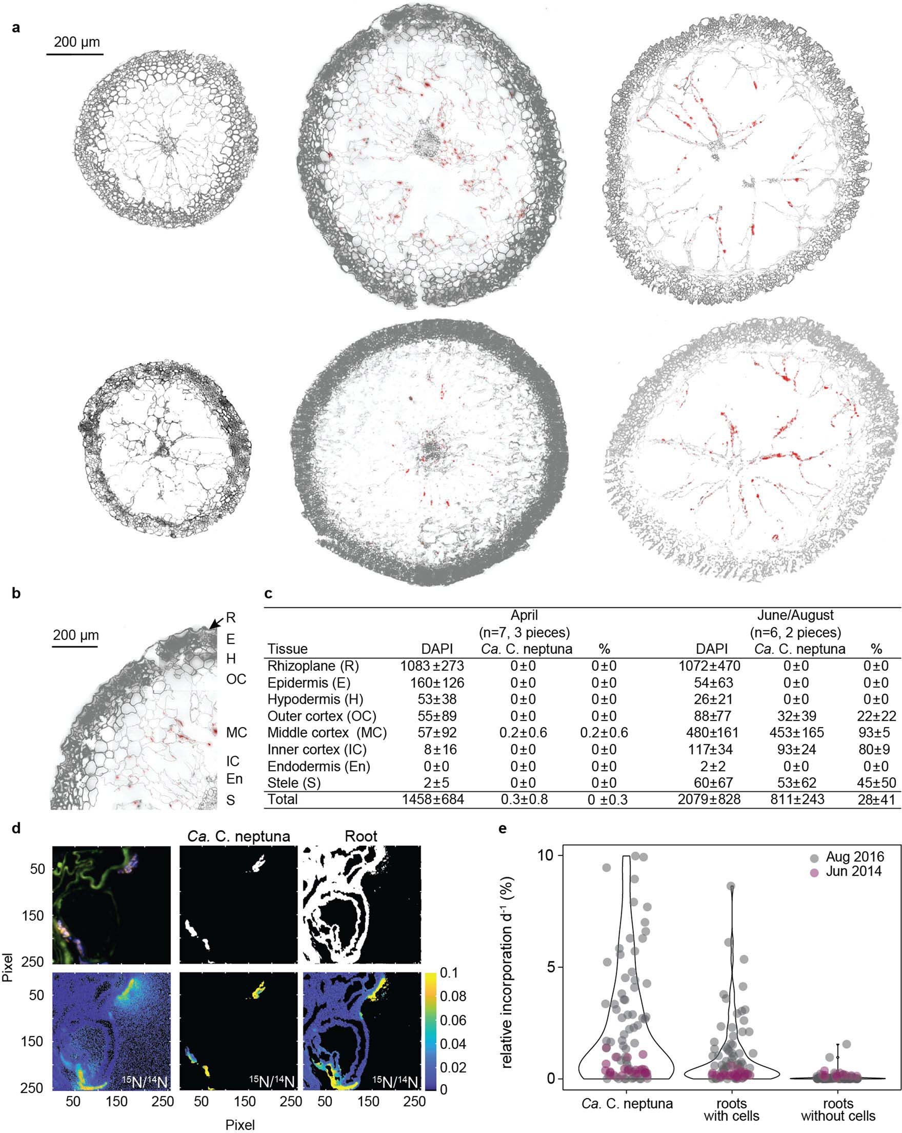 Extended Data Fig. 4: Distribution, abundance and activity of Ca. C. neptuna.