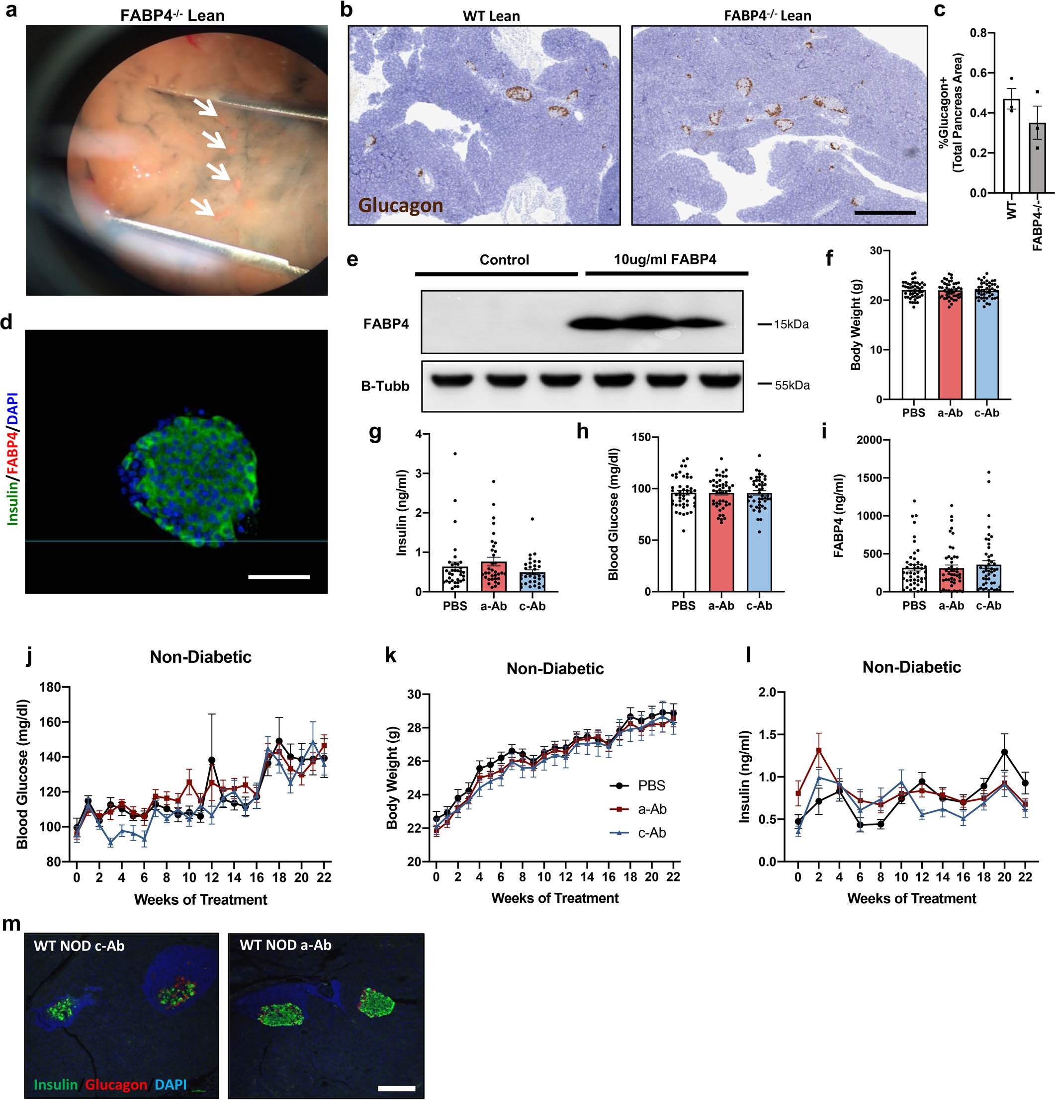 Extended Data Fig. 1: FABP4-/- mice have no difference in alpha cell mass, and FABP4 is not expressed in beta cells.