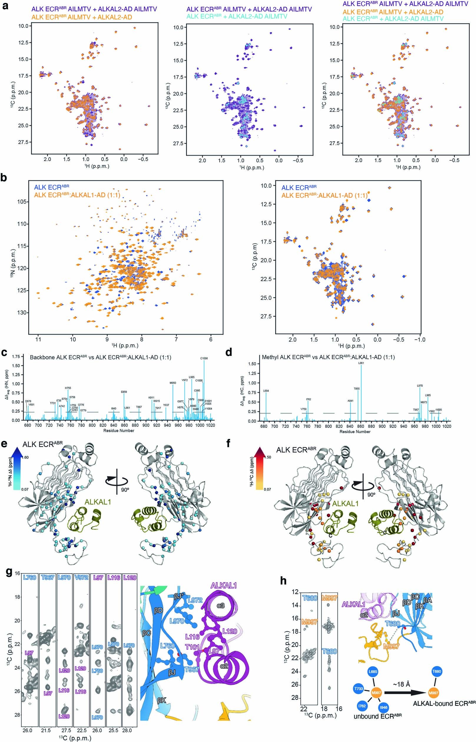 Extended Data Fig. 6: NMR analysis of ALK-ECRABR–ALKAL2-AD and ALK-ECRABR–ALKAL1-AD complexes.