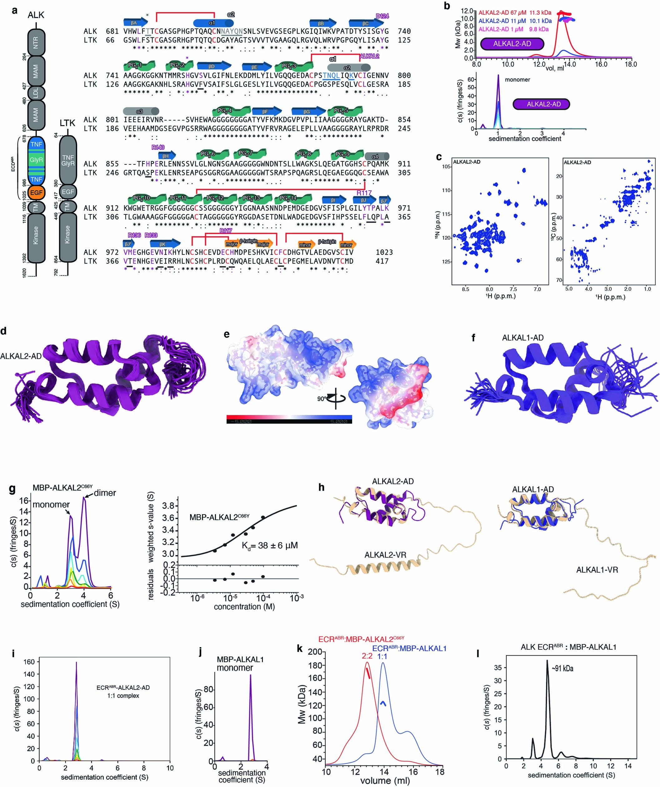 Extended Data Fig. 2: ALK and LTK sequence comparison and structural characterization of ALKAL2.