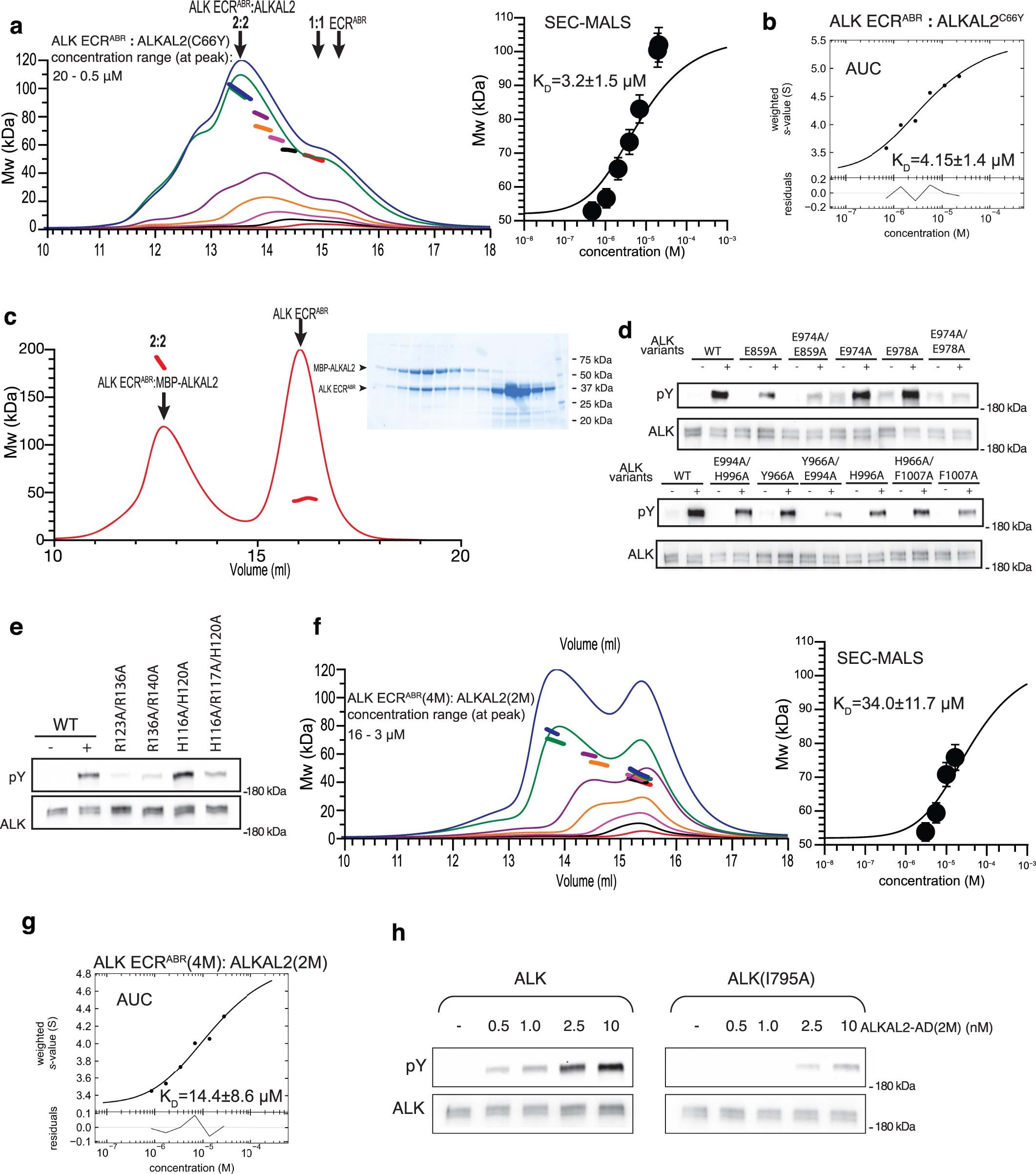 Extended Data Fig. 3: Characterization of the binding mode and oligomeric state of the ALK-ECRABR–ALKAL2 complex.