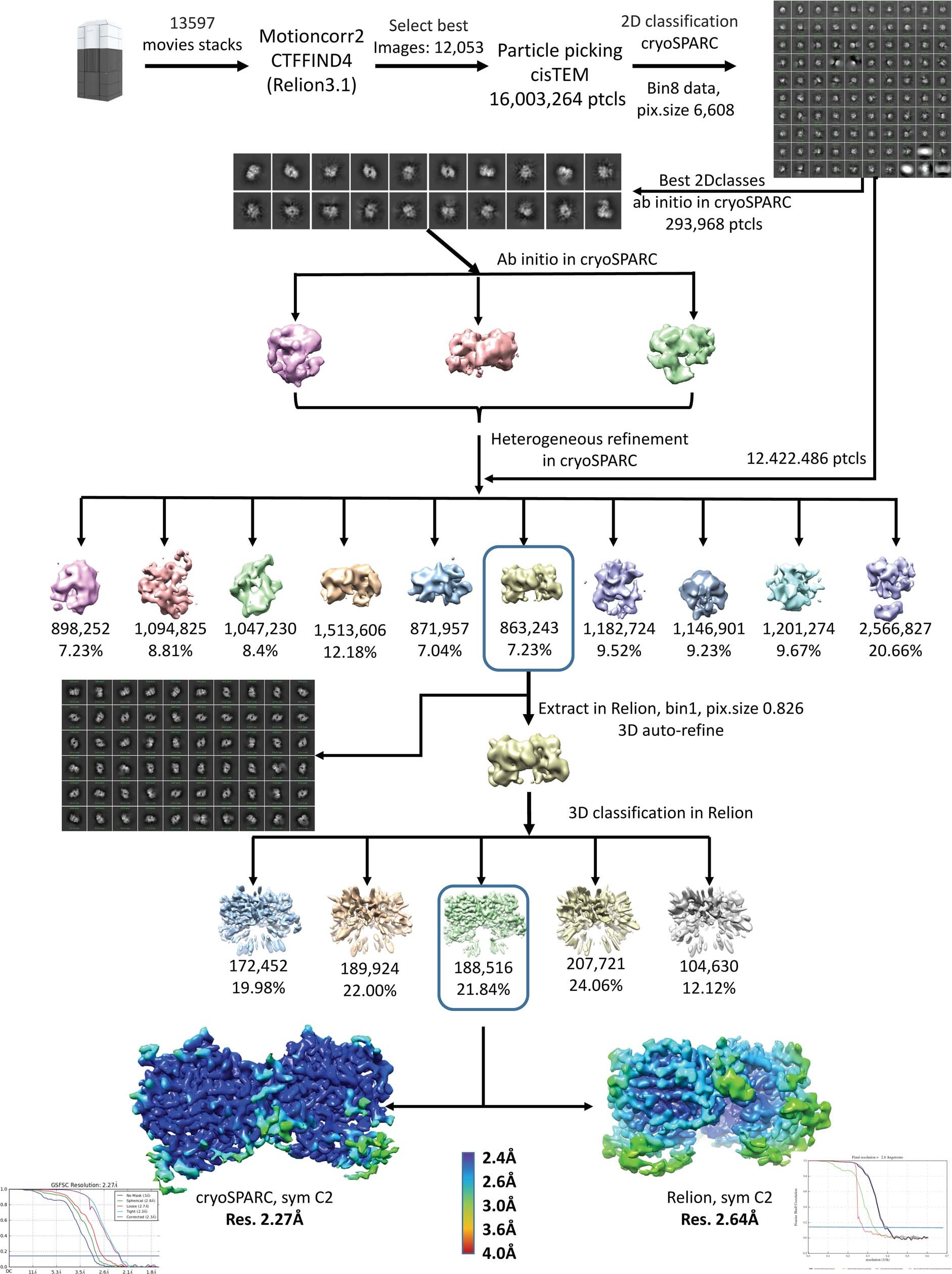 Extended Data Fig. 4: Cryo-EM data processing workflow of ALK-ECRABR–ALKAL2(C66Y) and evaluation of the reconstruction.