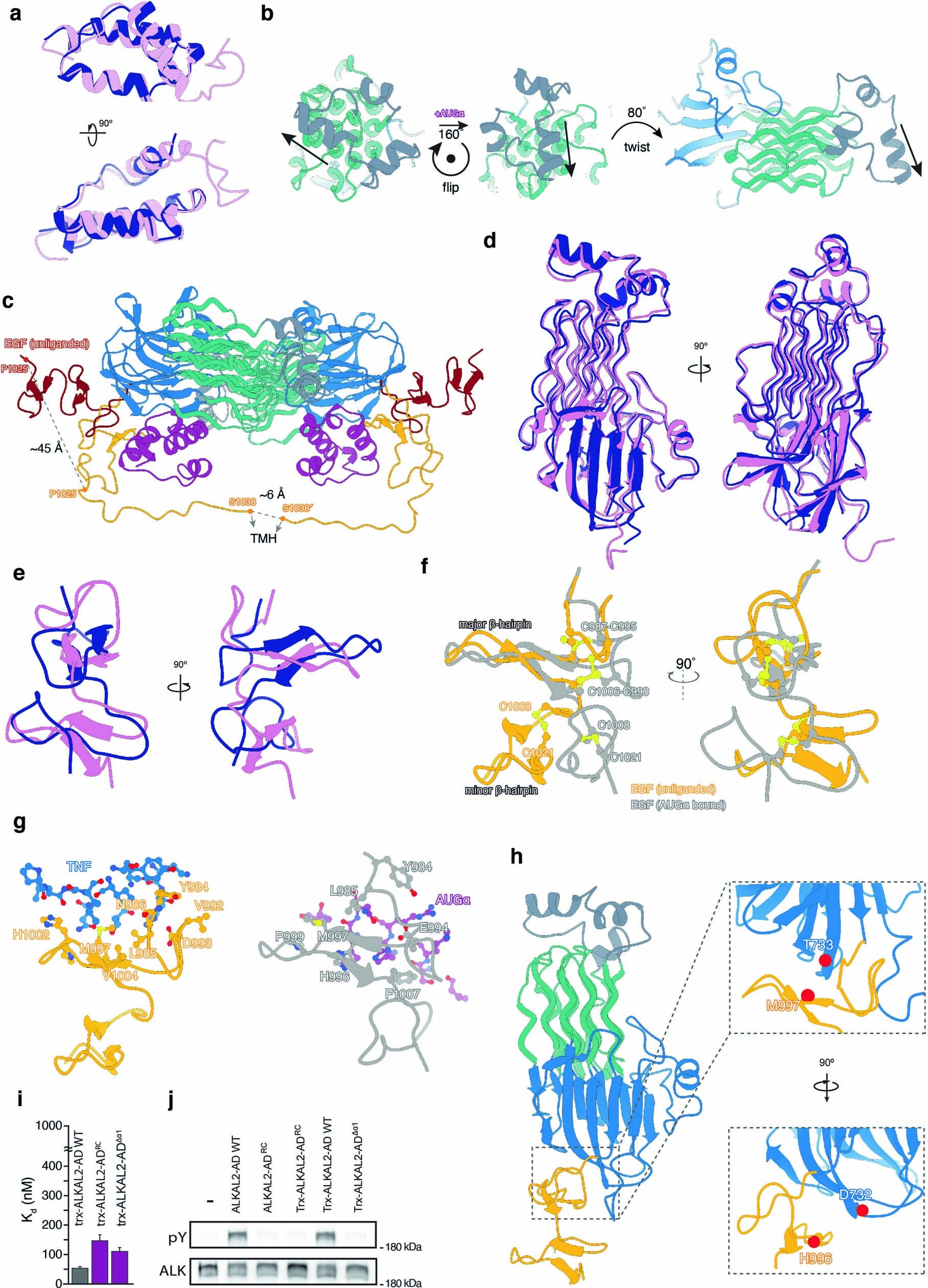 Extended Data Fig. 5: ALK-ECRABR rearrangements after ALKAL2 binding.